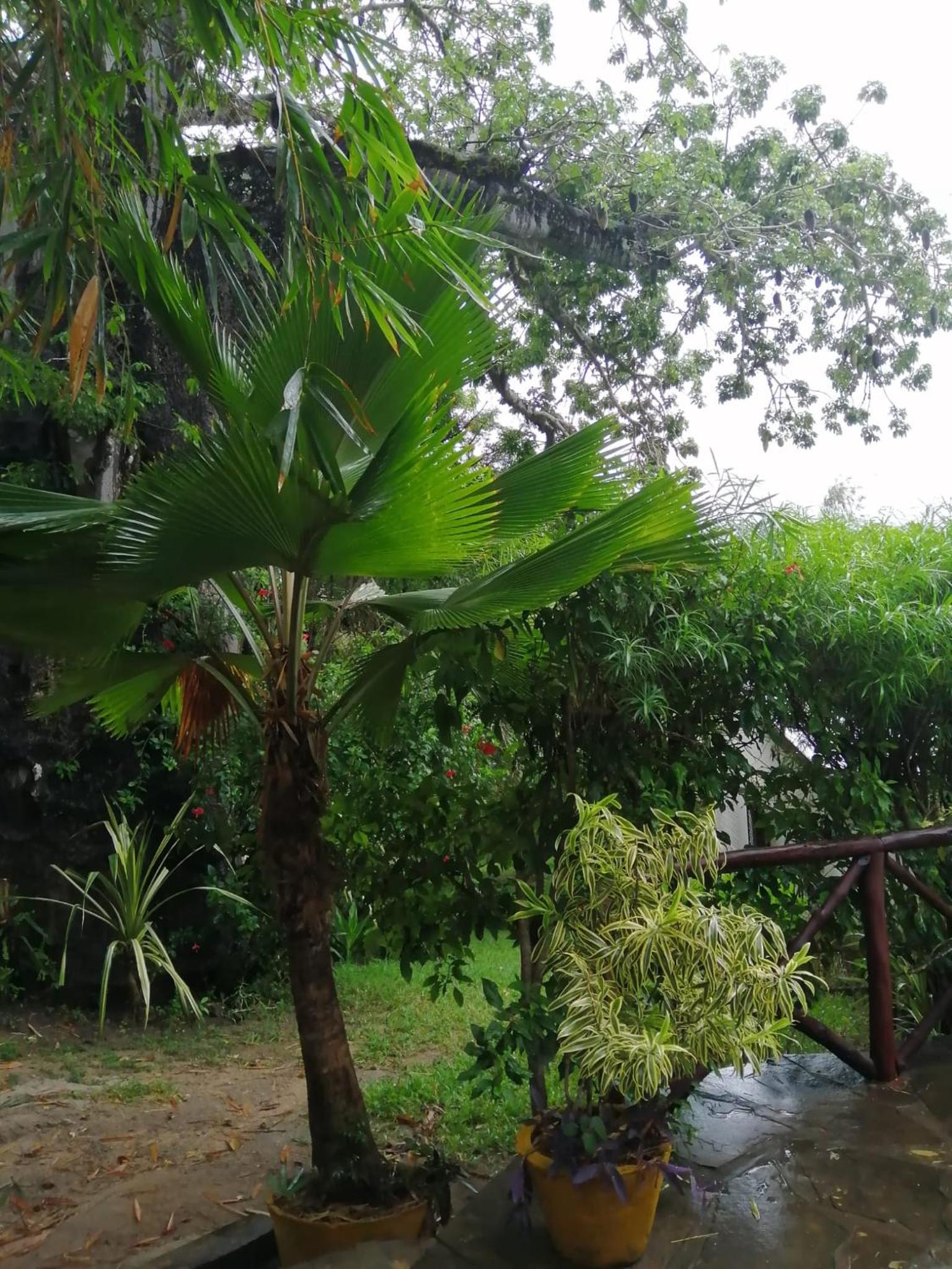 Sunset Villa's Tropical Garden House