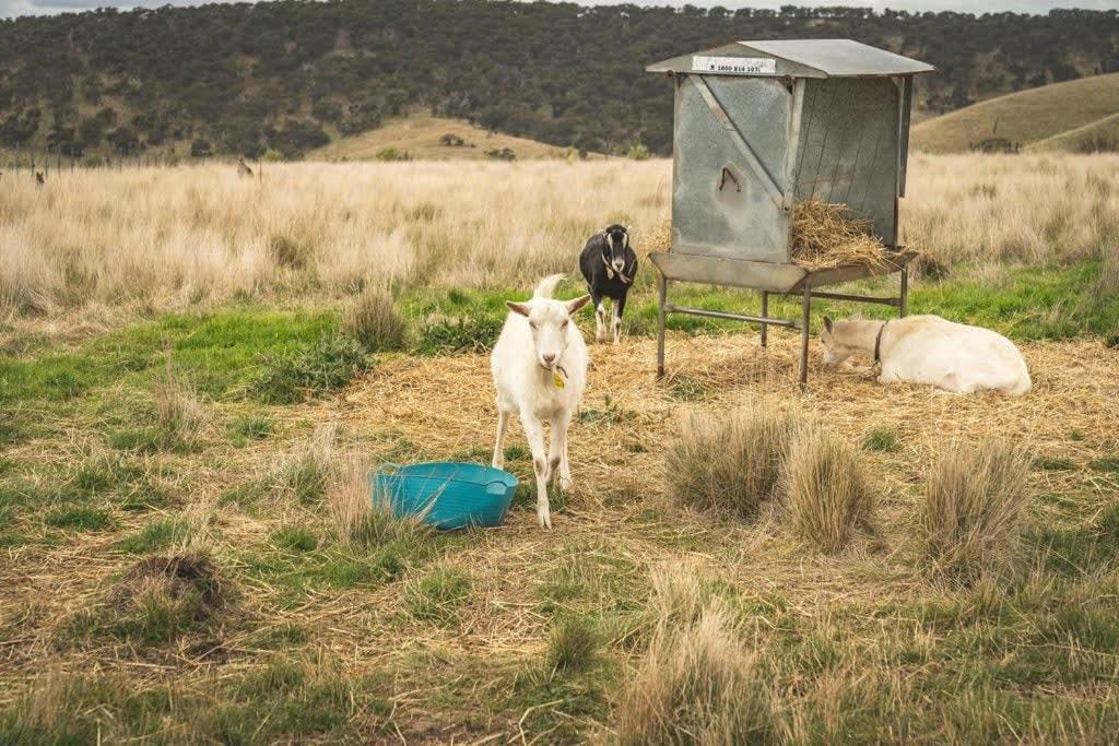 Altitude - A Tiny House Experience in a Goat Farm by Tiny Away