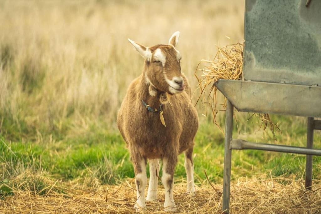 Altitude - A Tiny House Experience in a Goat Farm by Tiny Away