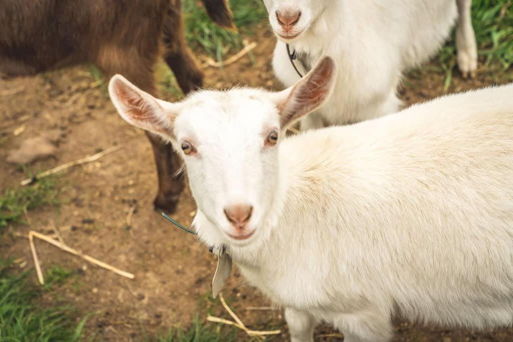 Altitude - A Tiny House Experience in a Goat Farm by Tiny Away