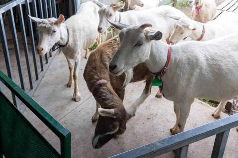 Altitude - A Tiny House Experience in a Goat Farm by Tiny Away