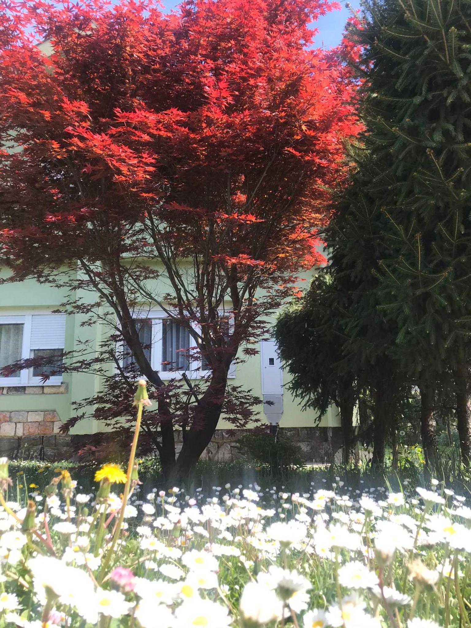 Garden's apartman - Kosjerić view 2