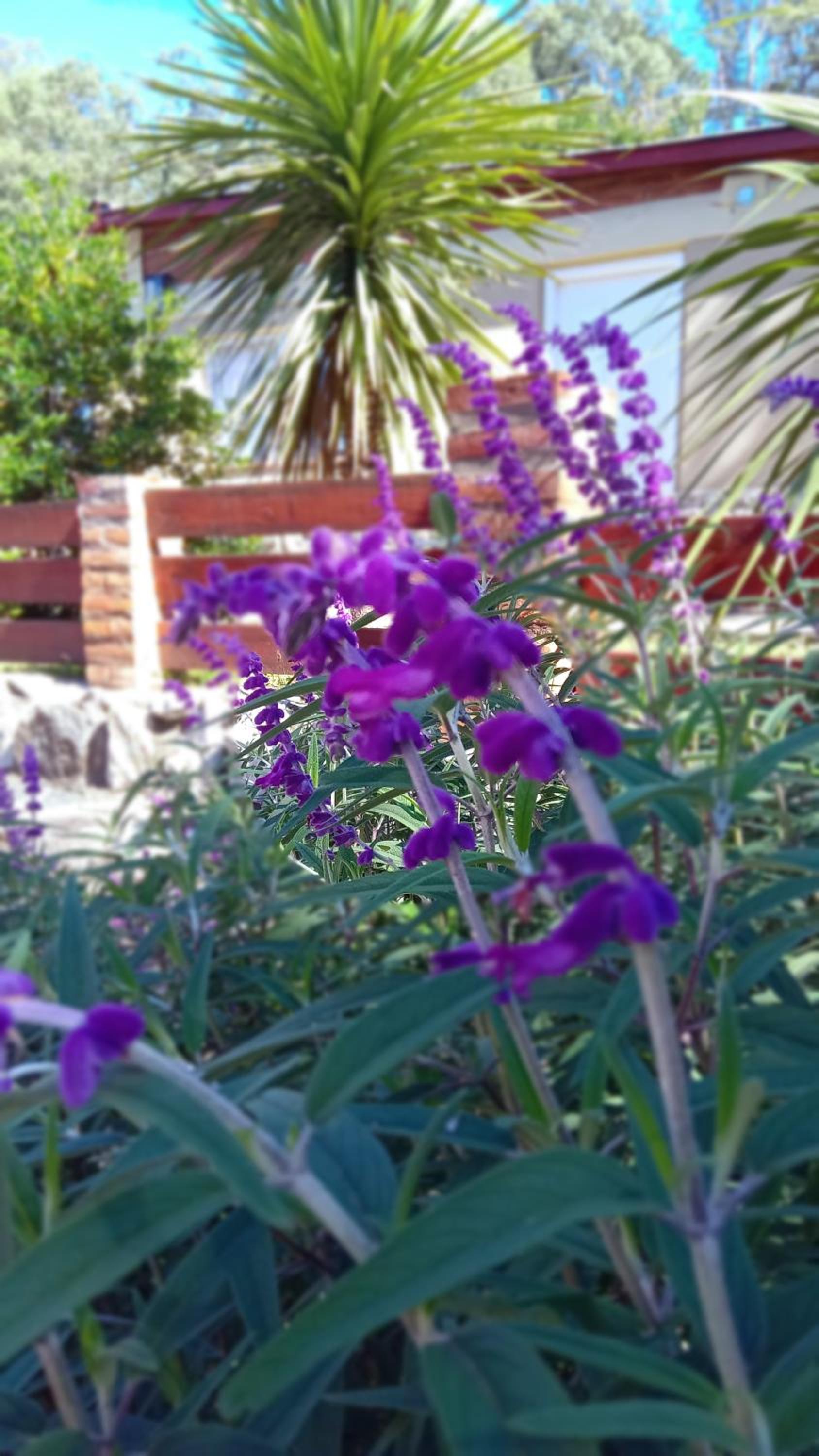 Cabañas Flor De Lis