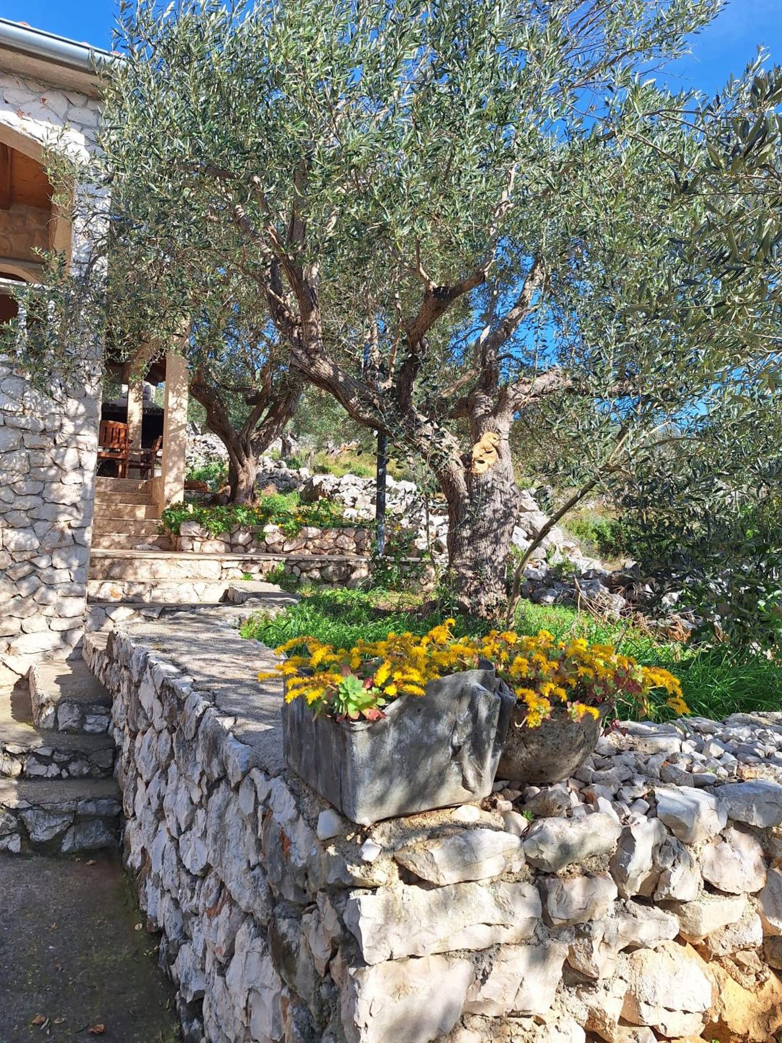Robinson house Cvita