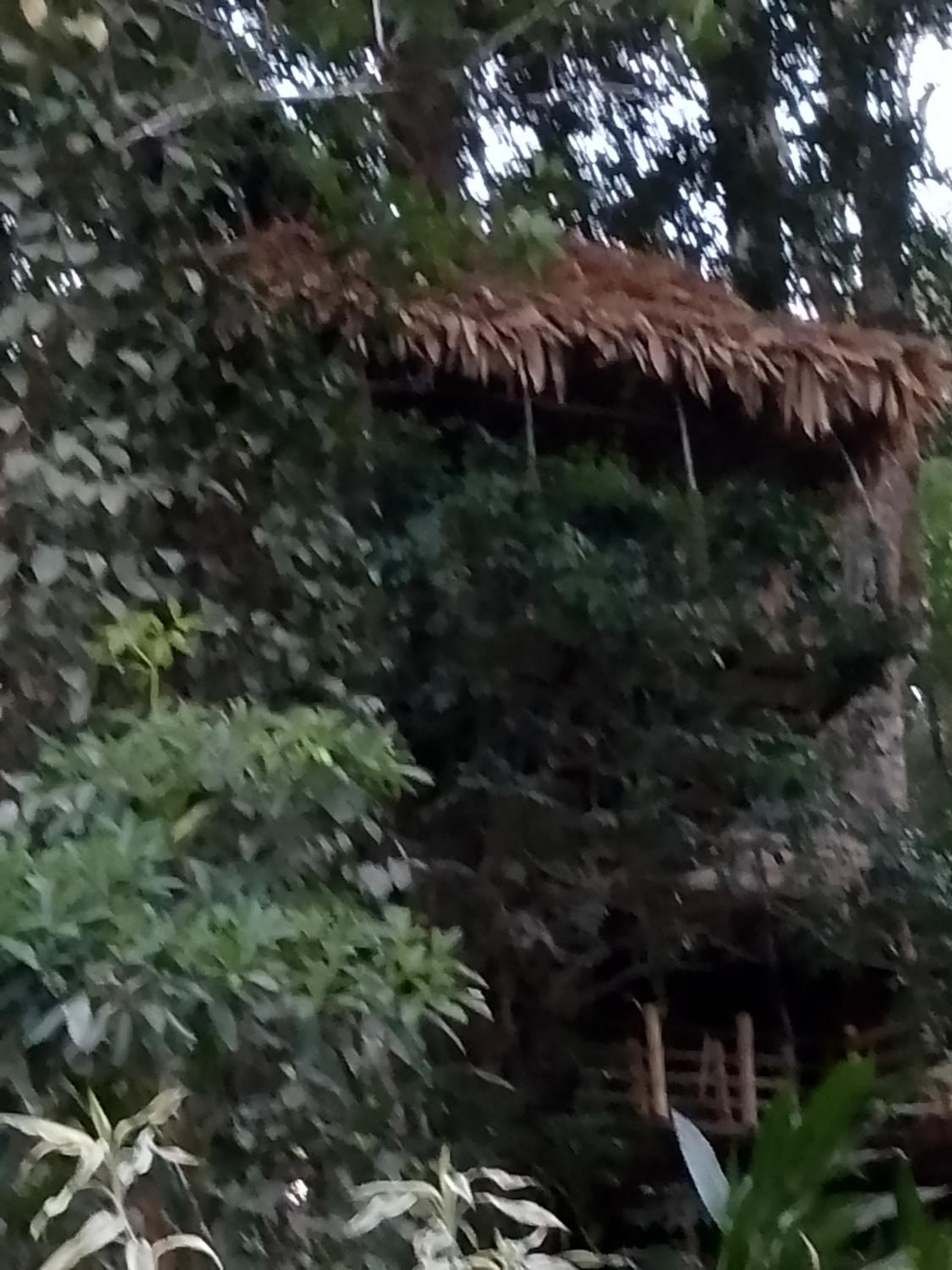Mittathanickal Farm House and Tree House Munnar view 5