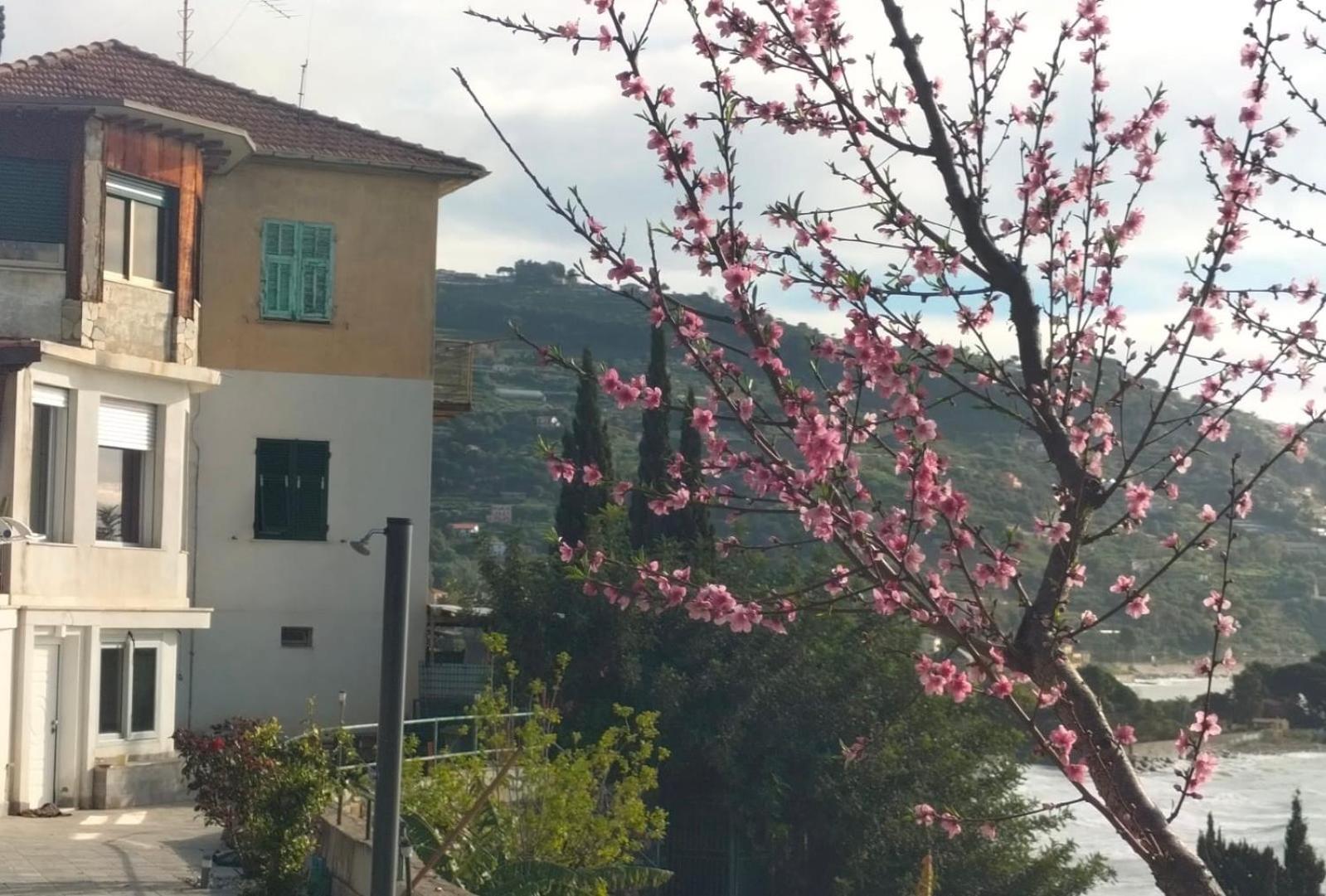 Appartamento un mare di fiori view 2