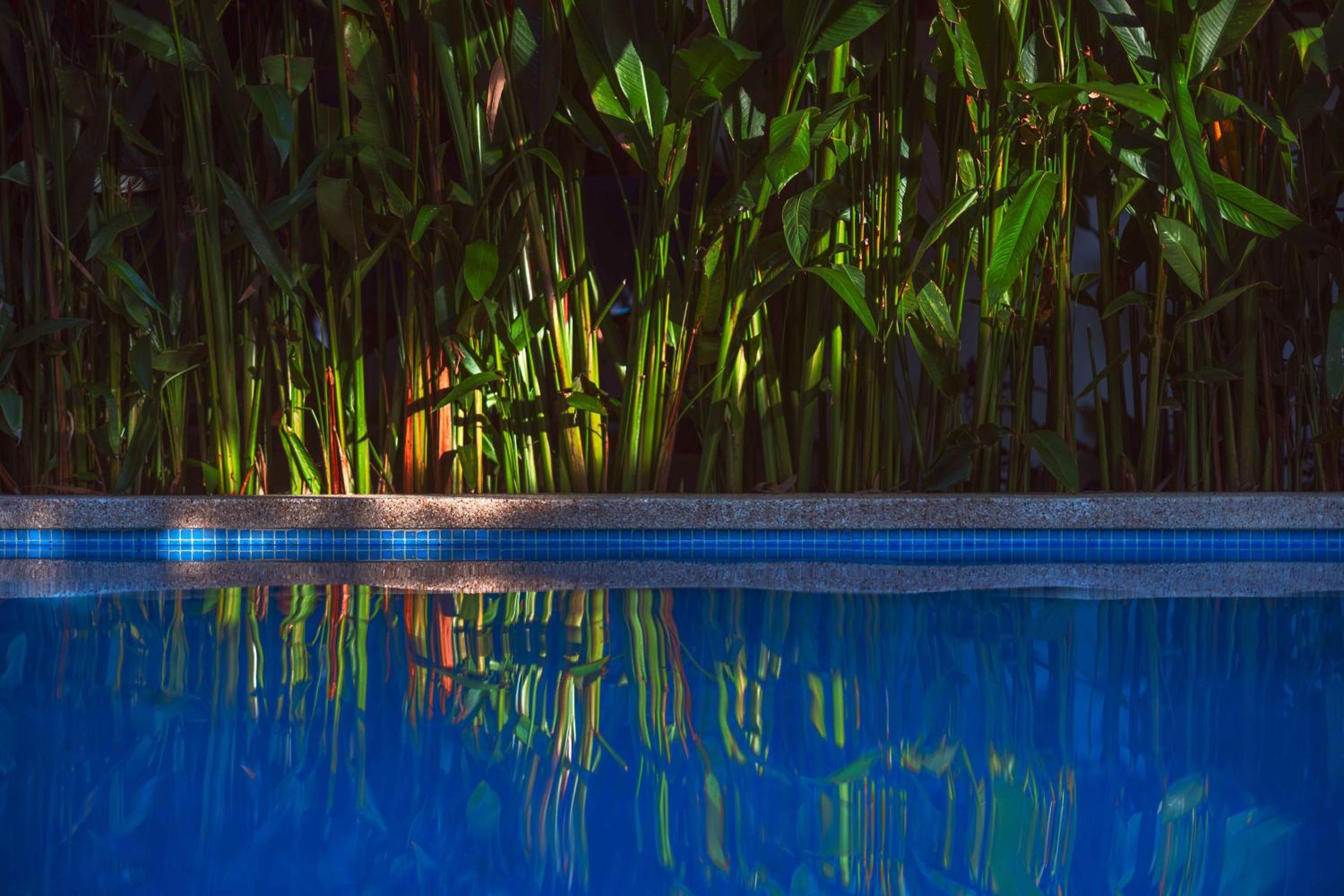 Black Bamboo