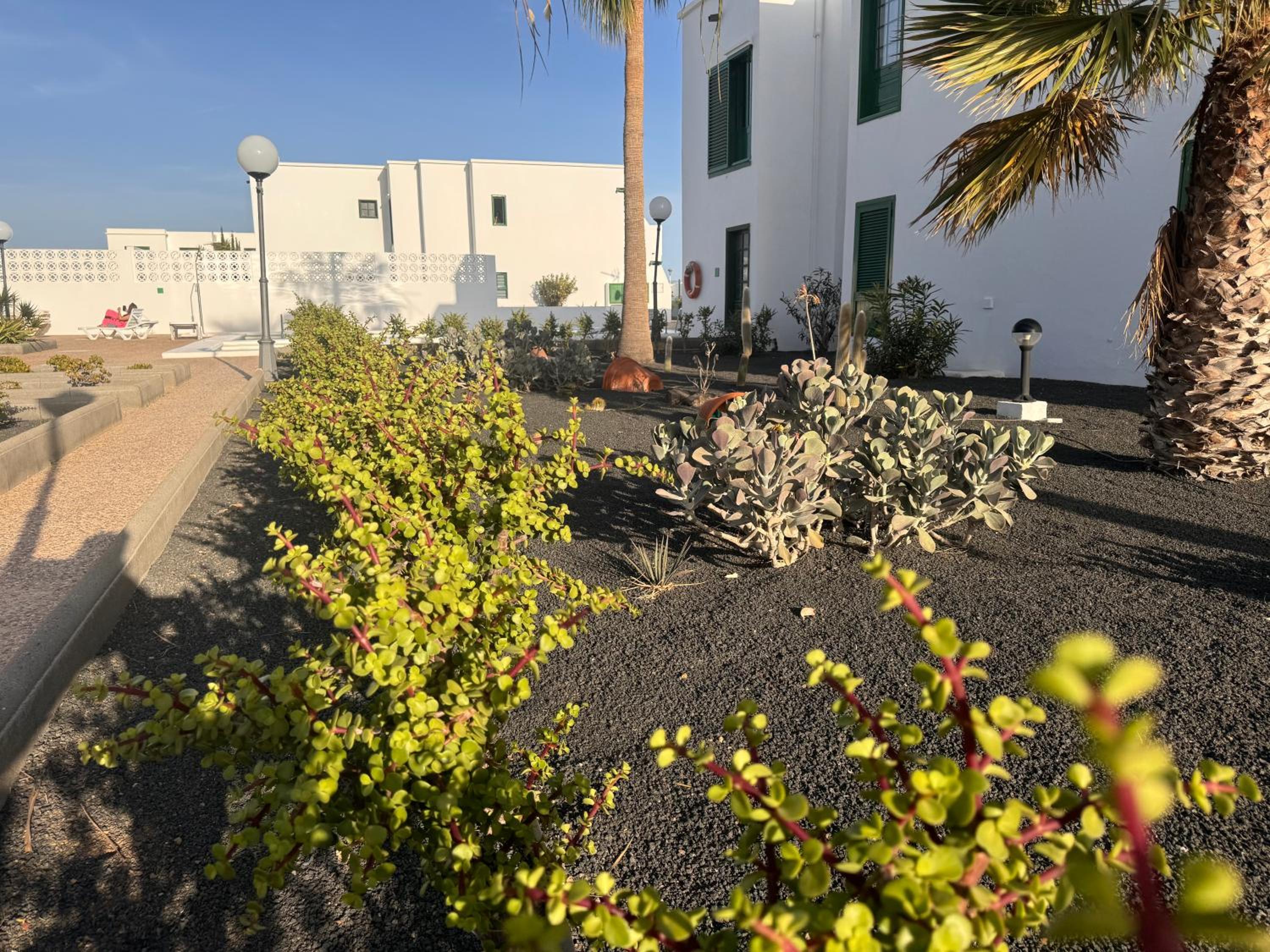 Las Mimosas