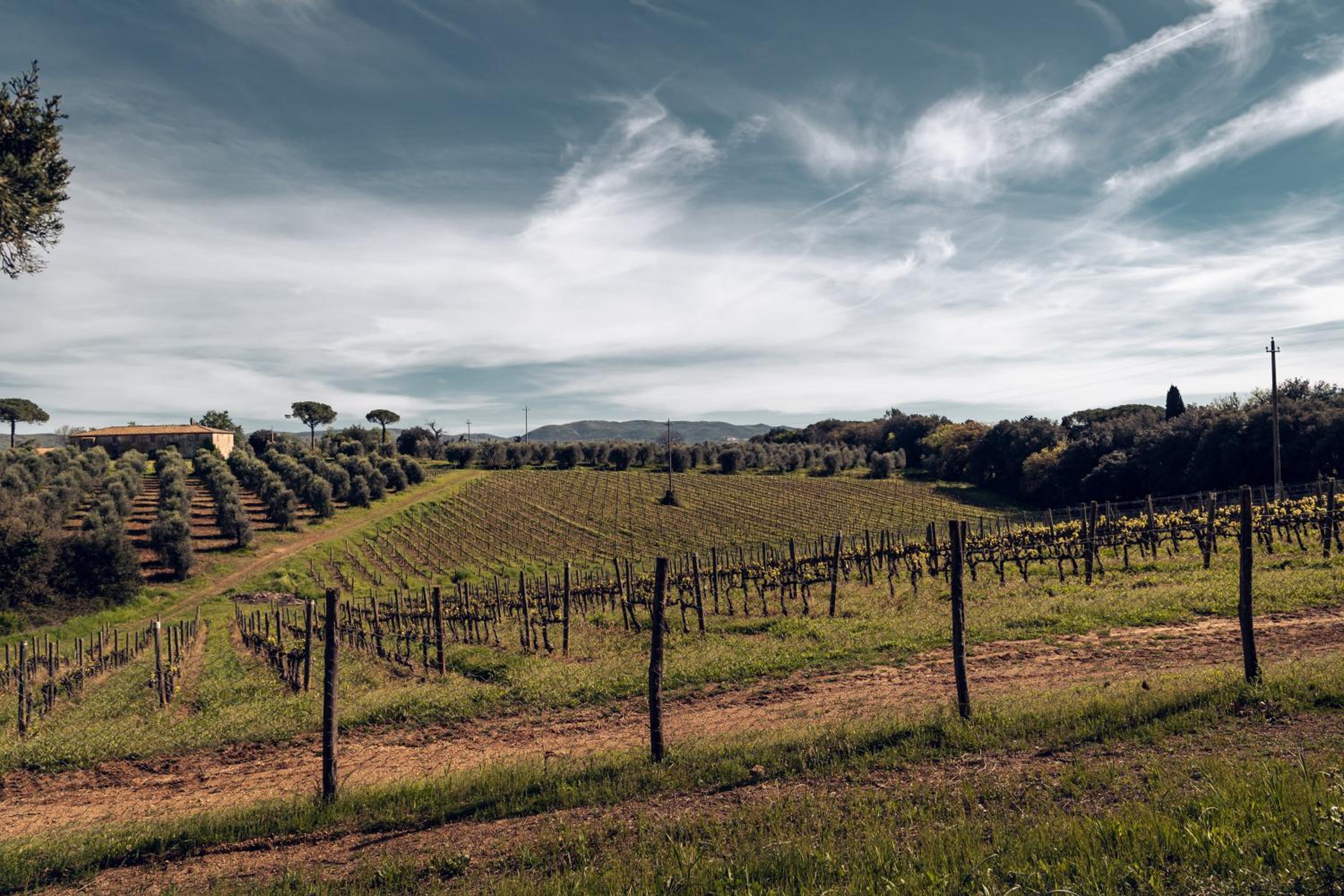 Bolgheri Countryhouse