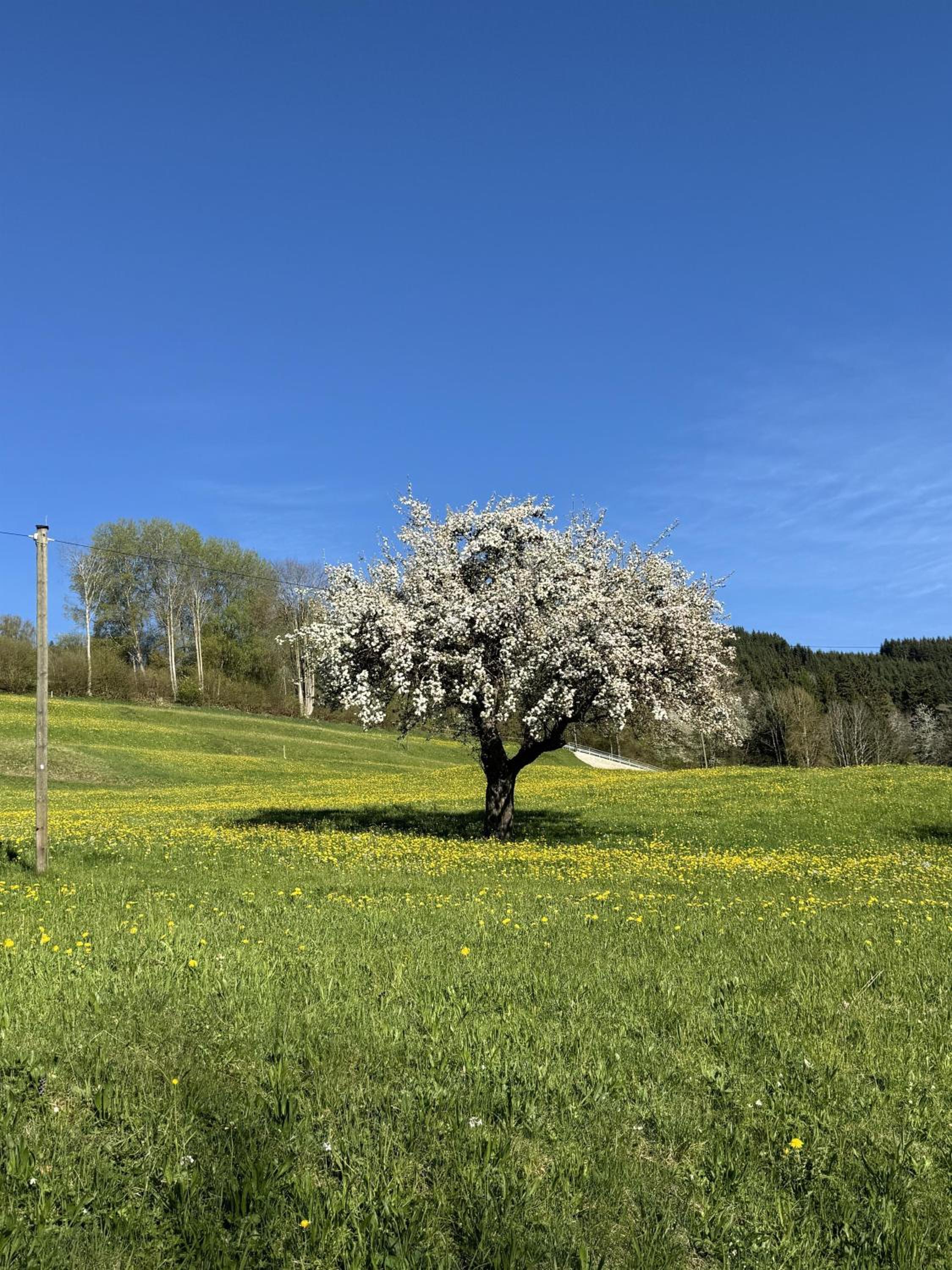 Ferienwohnungen Probst