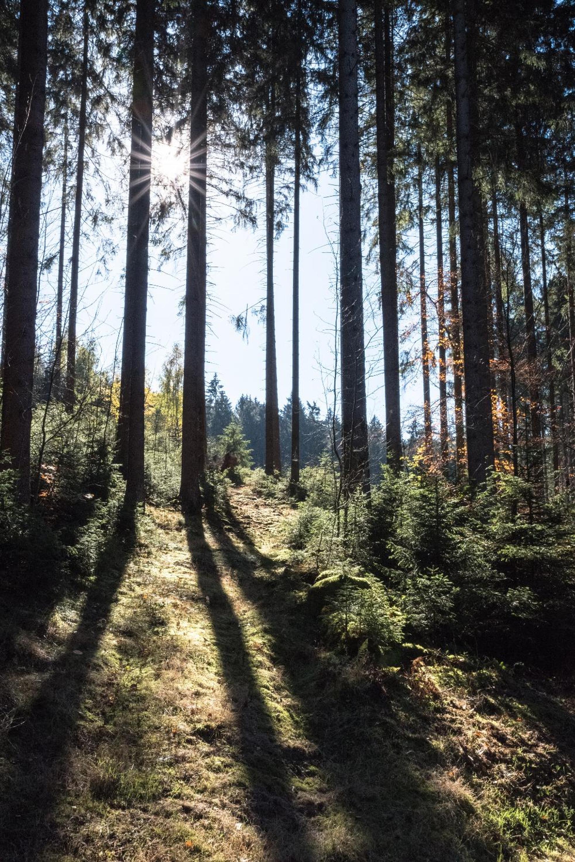 Holzhaus Onkel Fritz mit Sauna und Whirlwanne