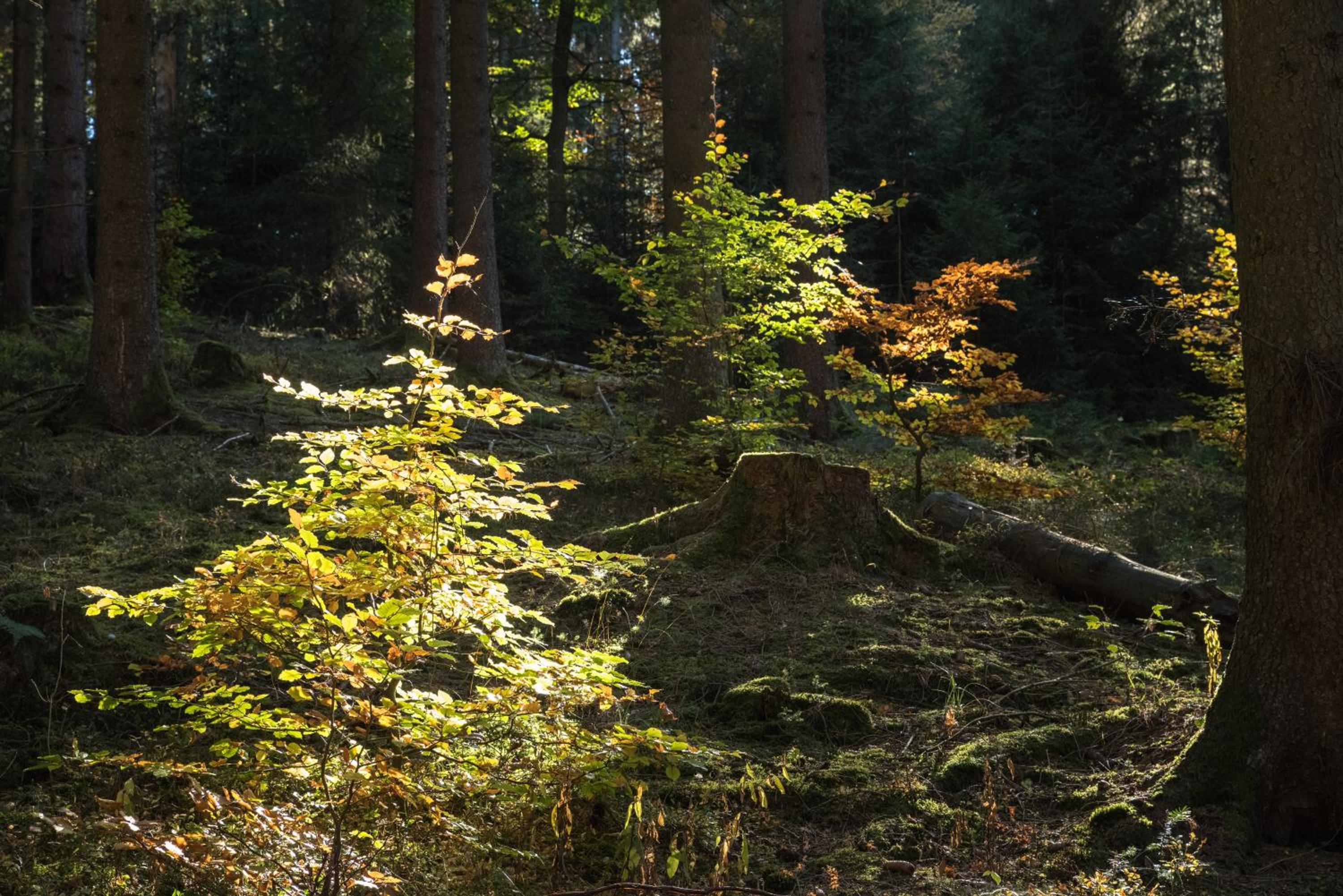 Holzhaus Onkel Fritz mit Sauna und Whirlwanne