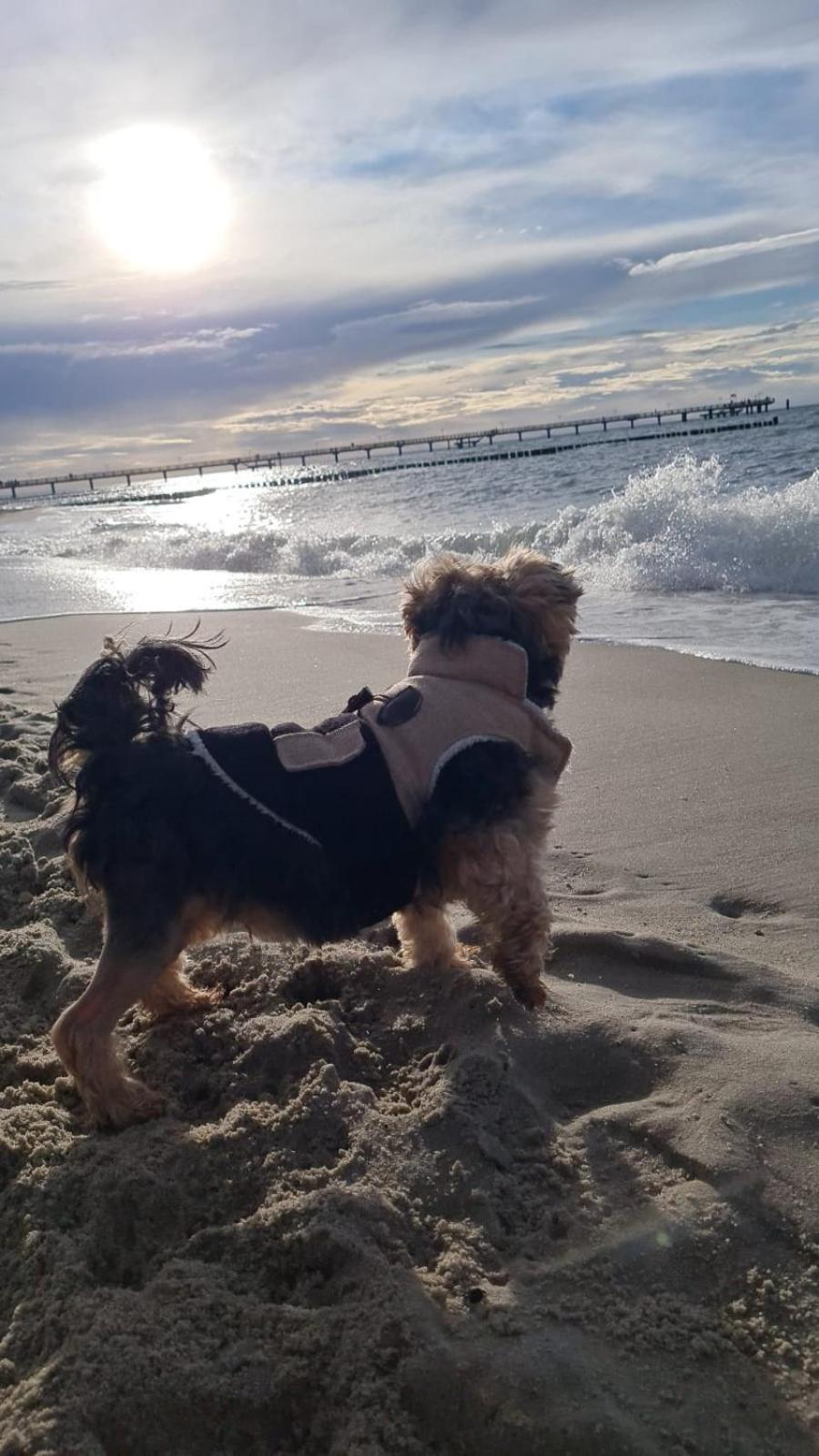Residenz Lausitz - Apartments für Urlaub mit Hund