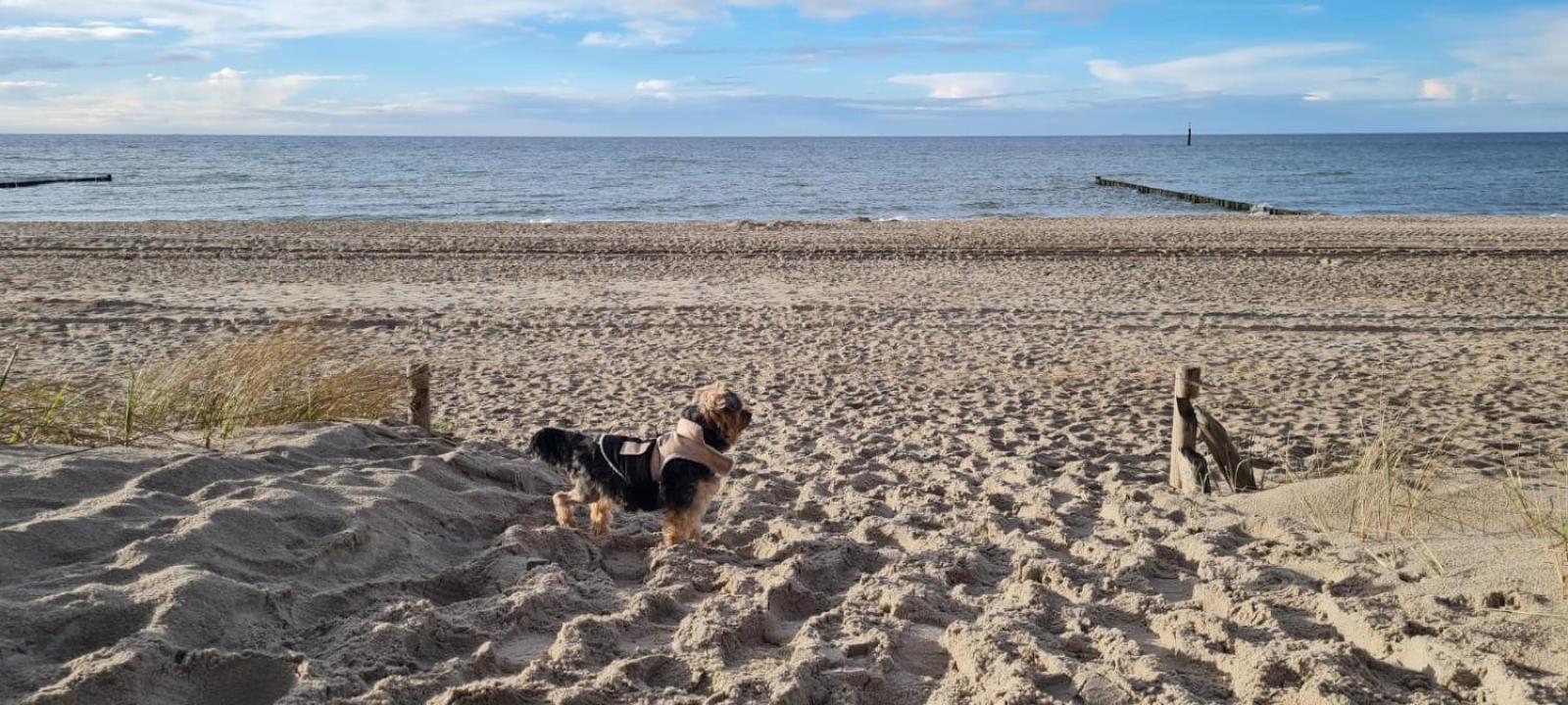 Residenz Lausitz - Apartments für Urlaub mit Hund