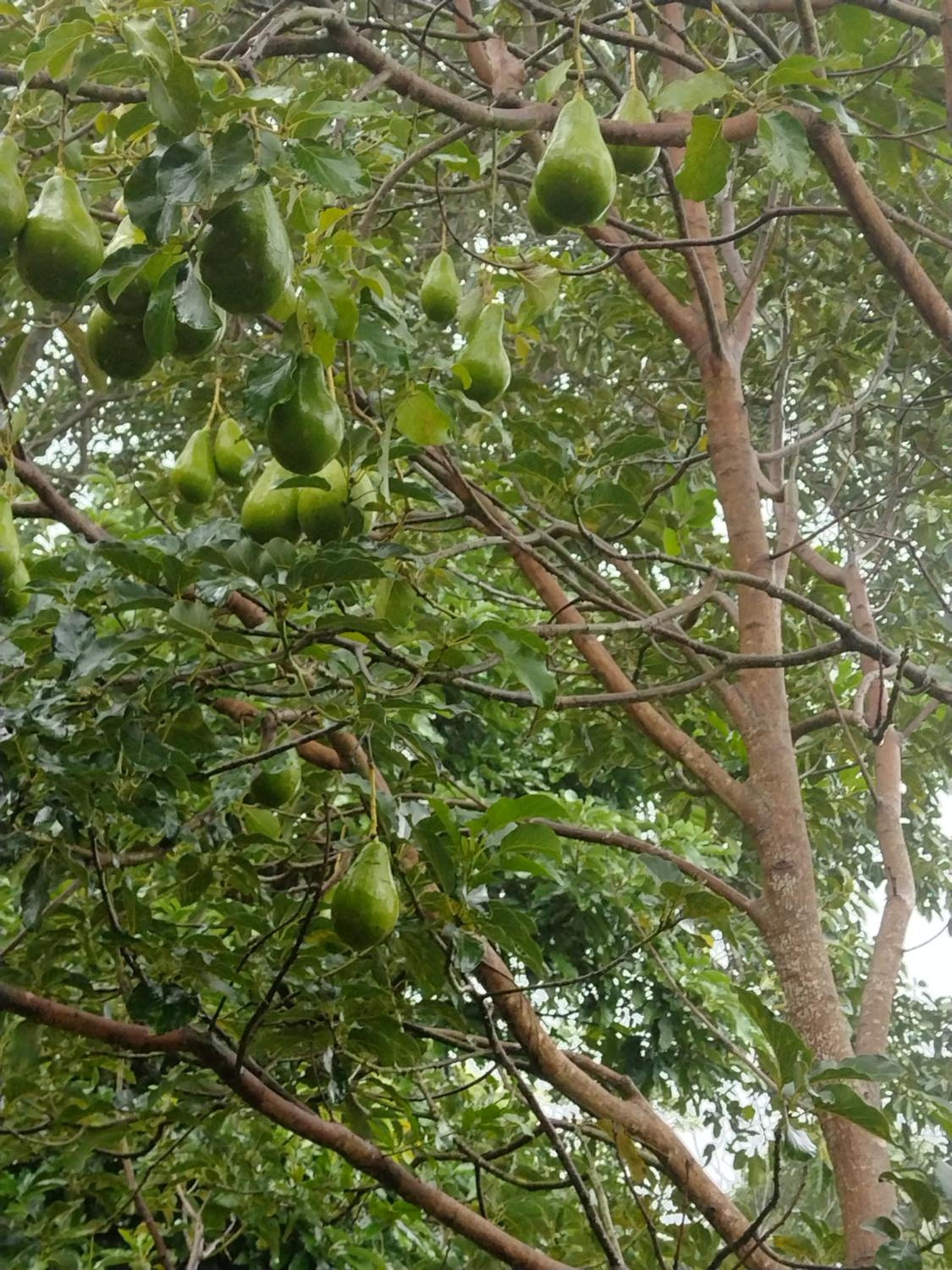 Sitio vó Dora