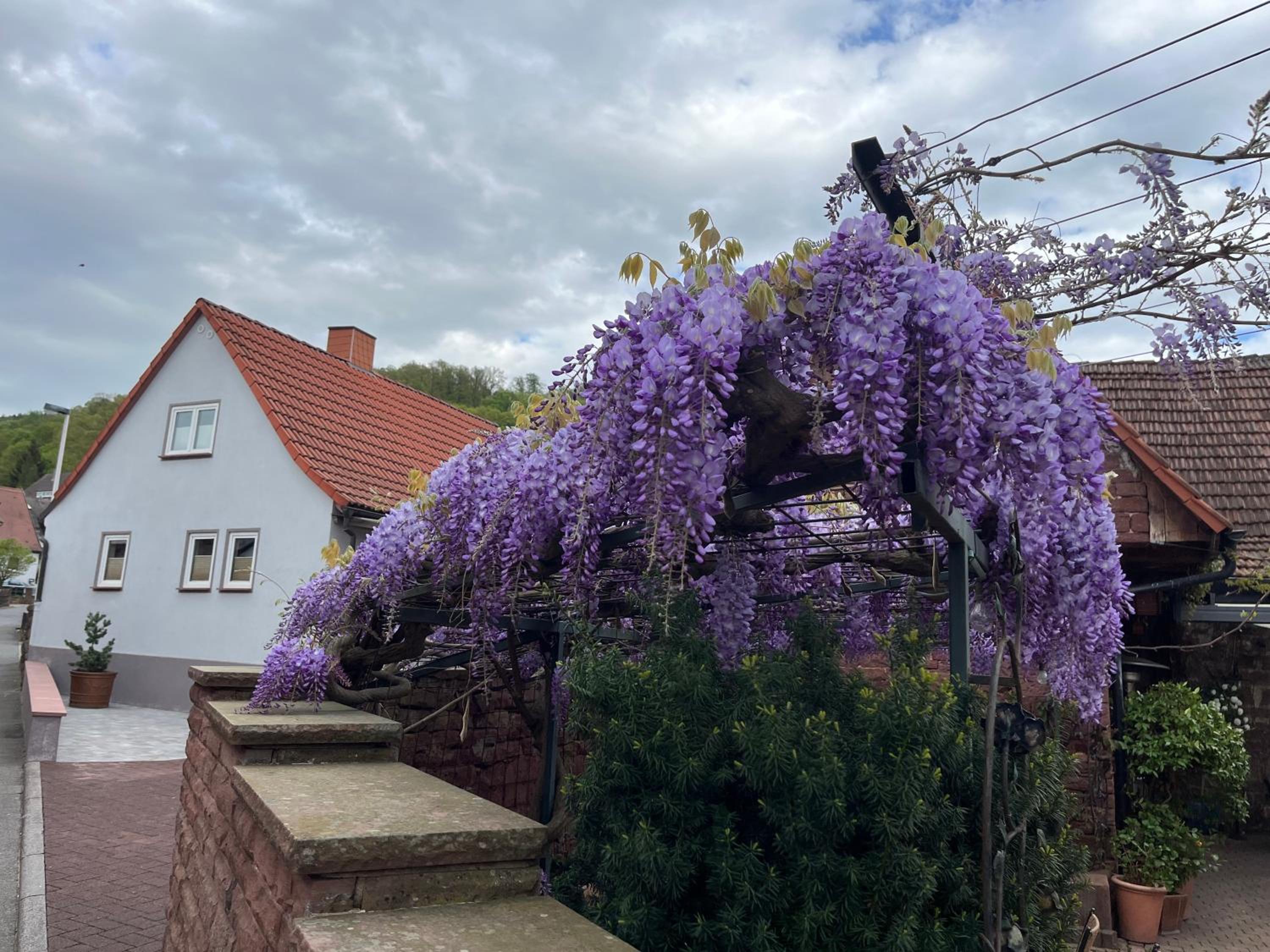 Krönchen