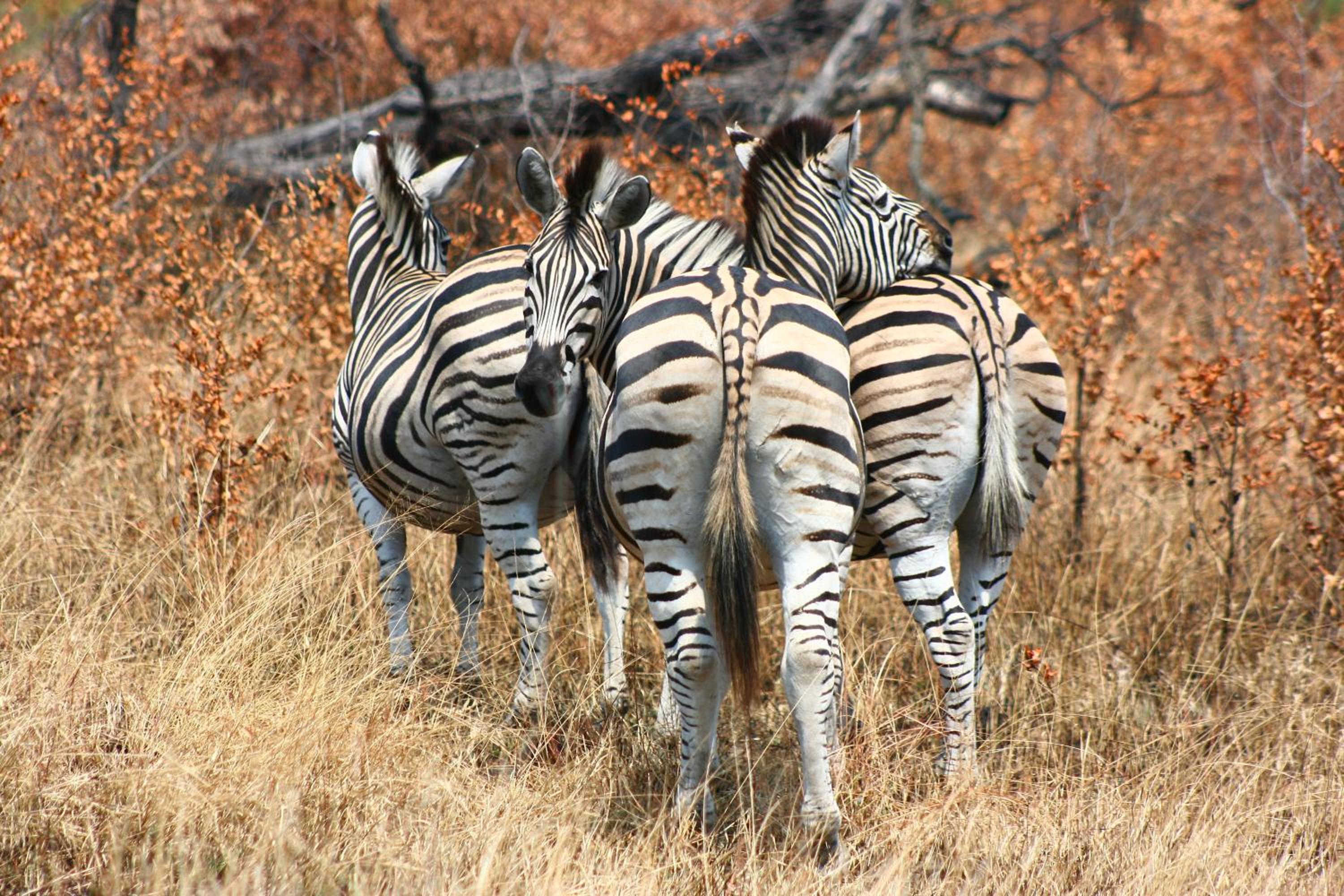 57 Waterberg