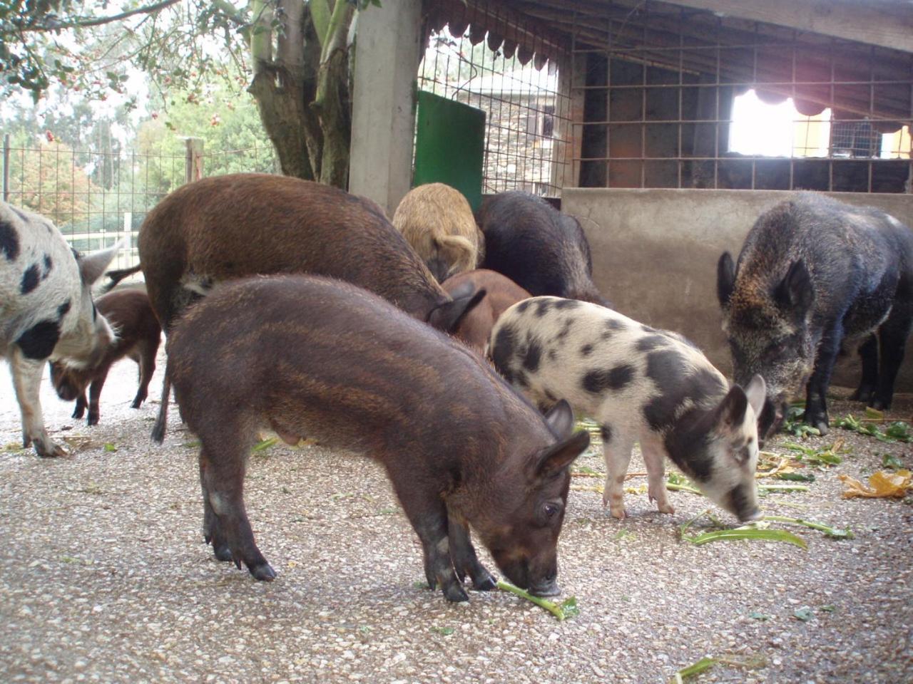 Aldea Lamacido