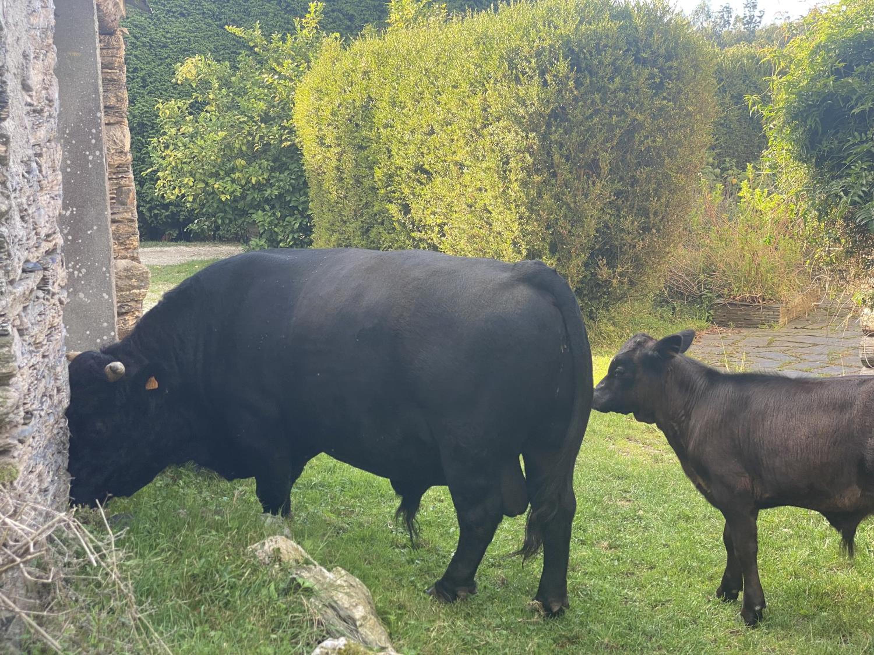 Aldea Lamacido
