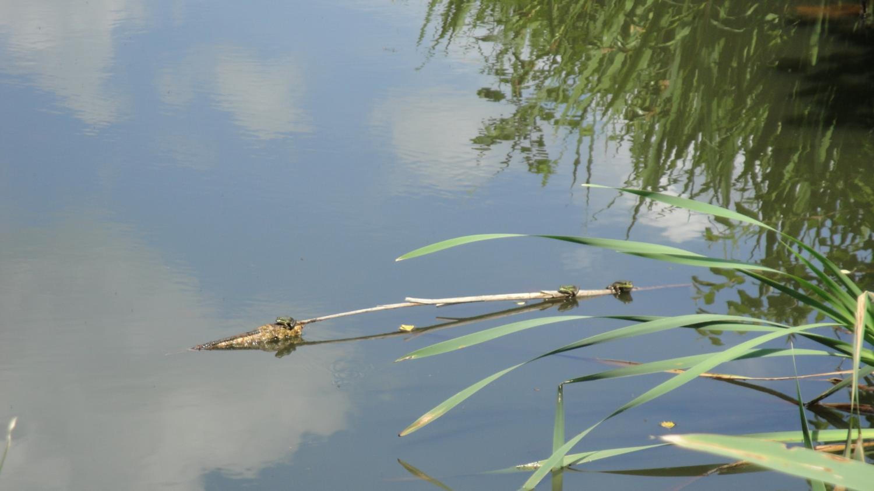 Photo 40