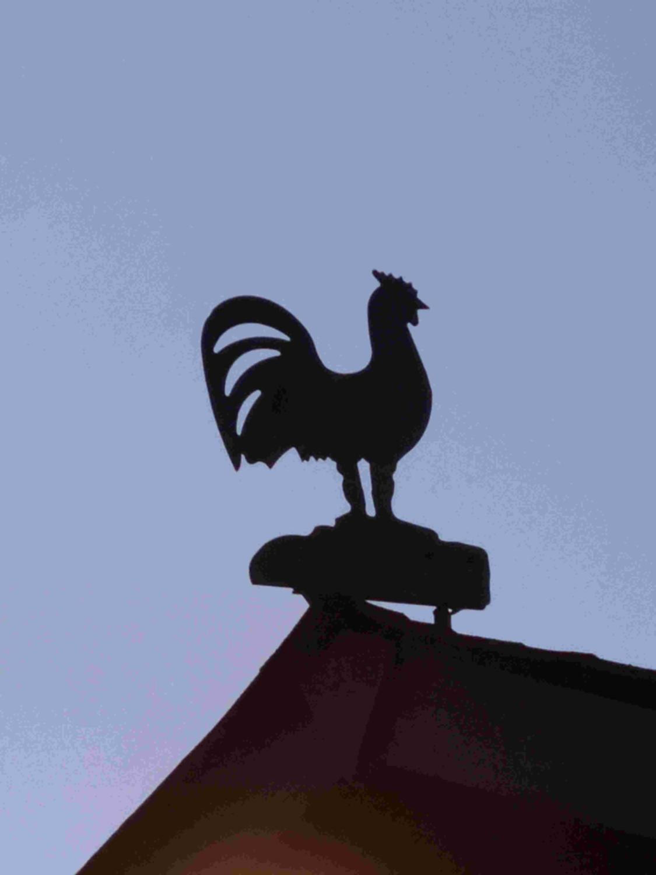 The Nest
