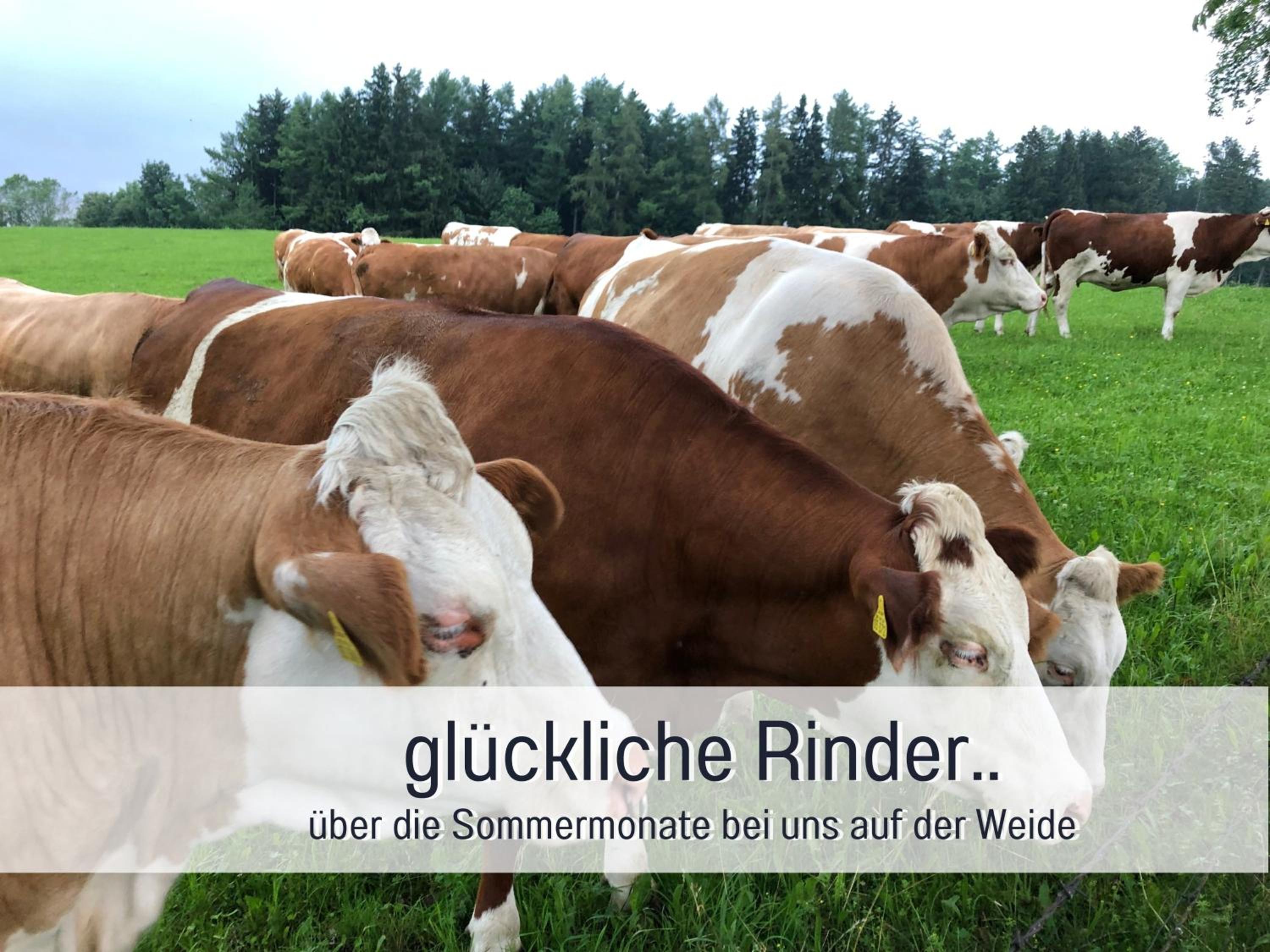 Designerwohnungen 