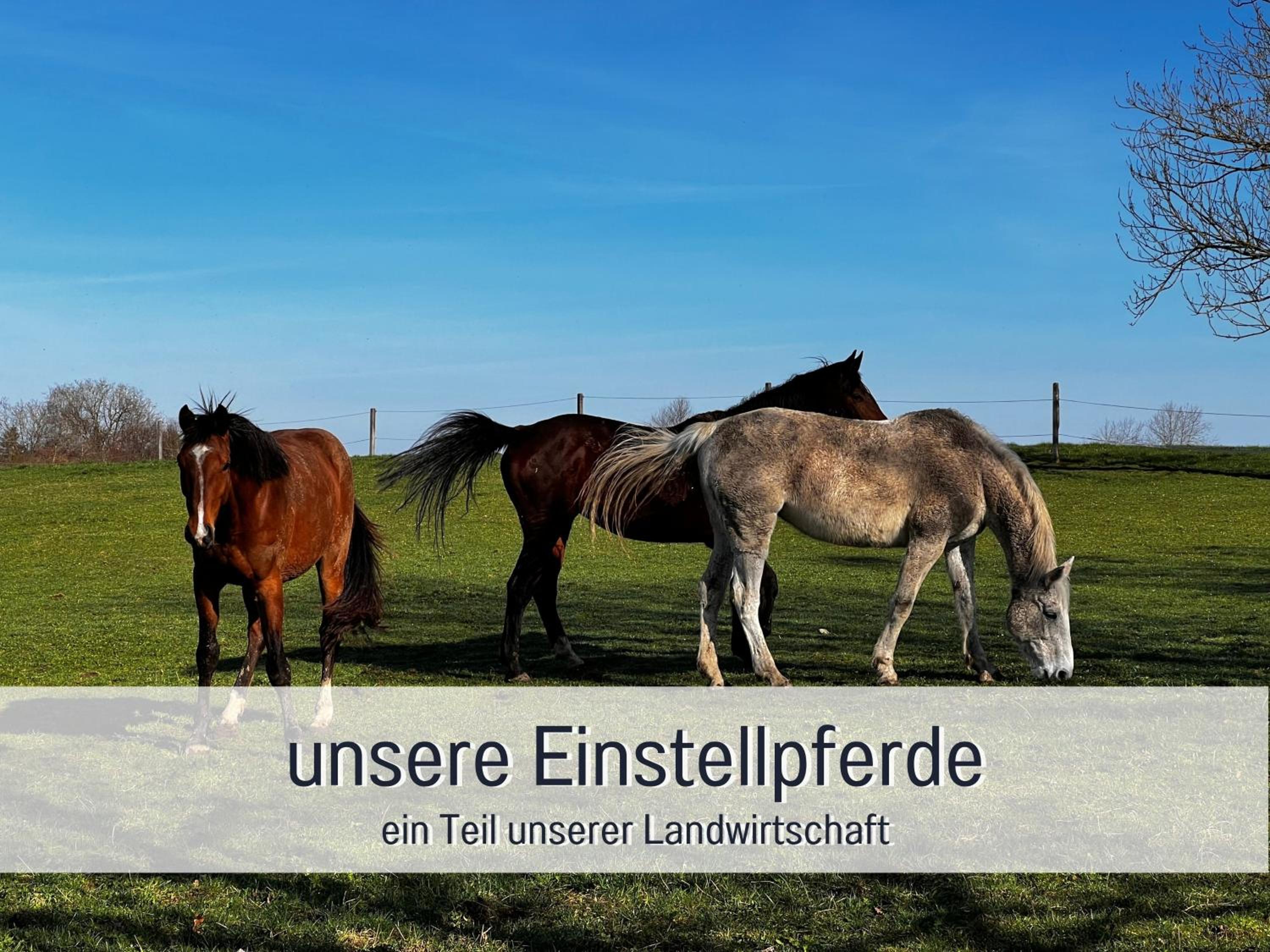 Designerwohnungen 