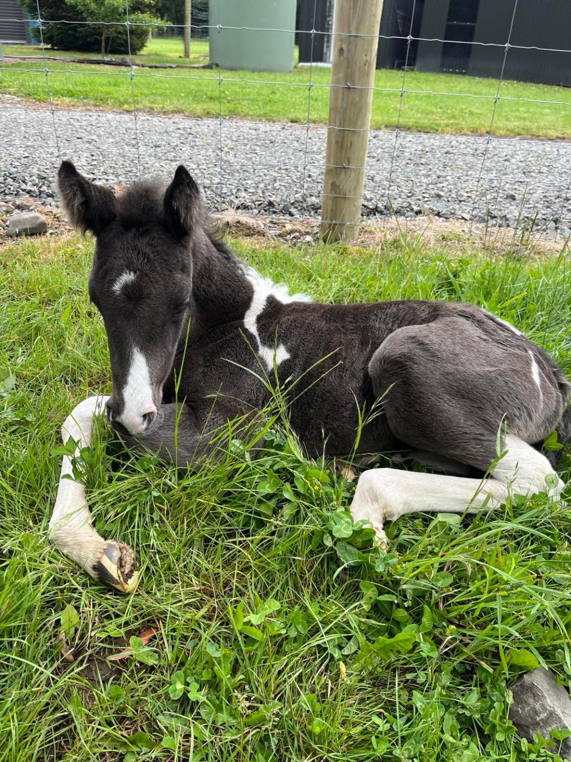 Hotel Sherwood Ranch Cottages - 405 Woodbank Road - Image 1