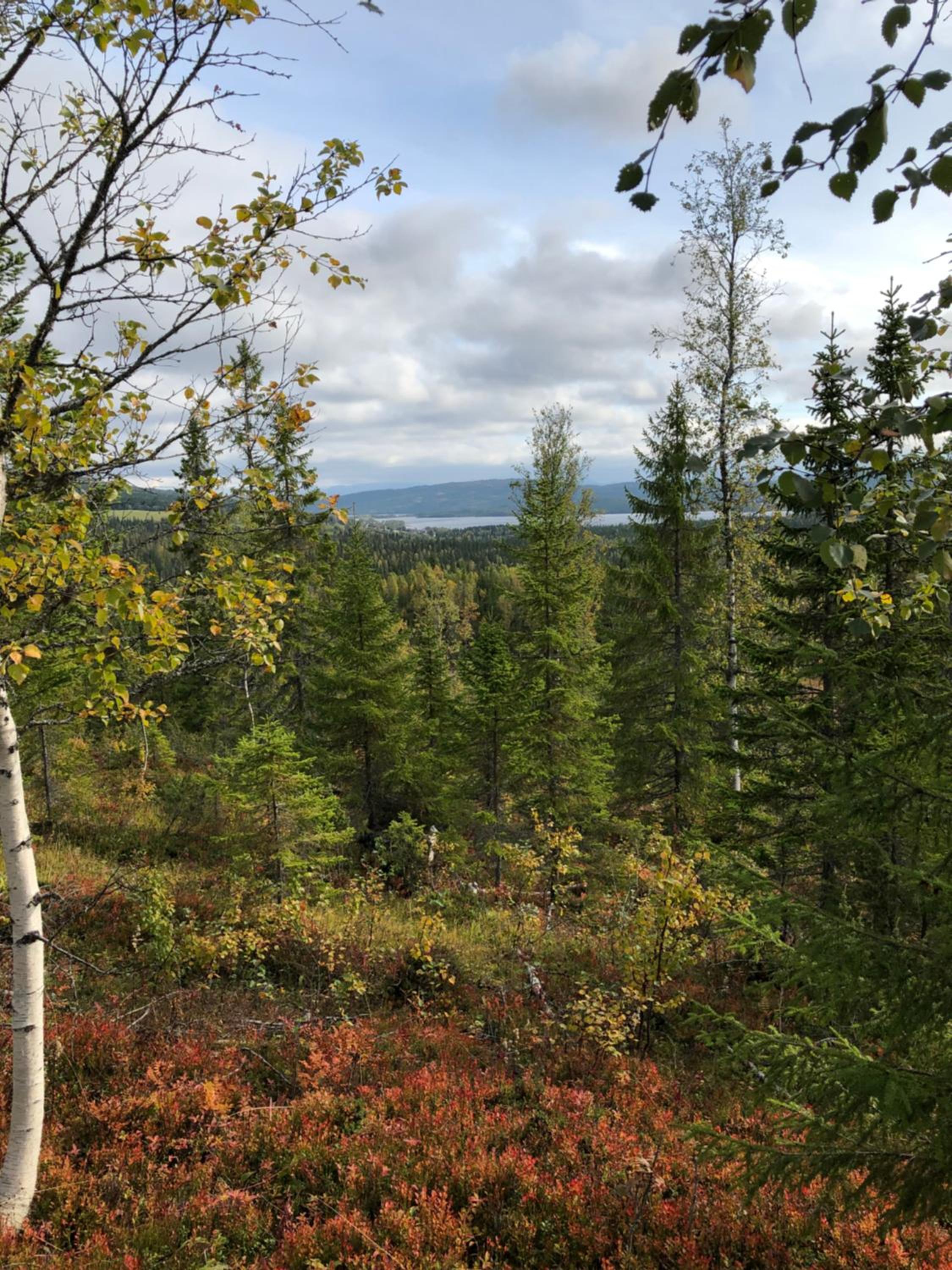 Nyrestaurert og koselig hytte ved Skjelbredvatnet.