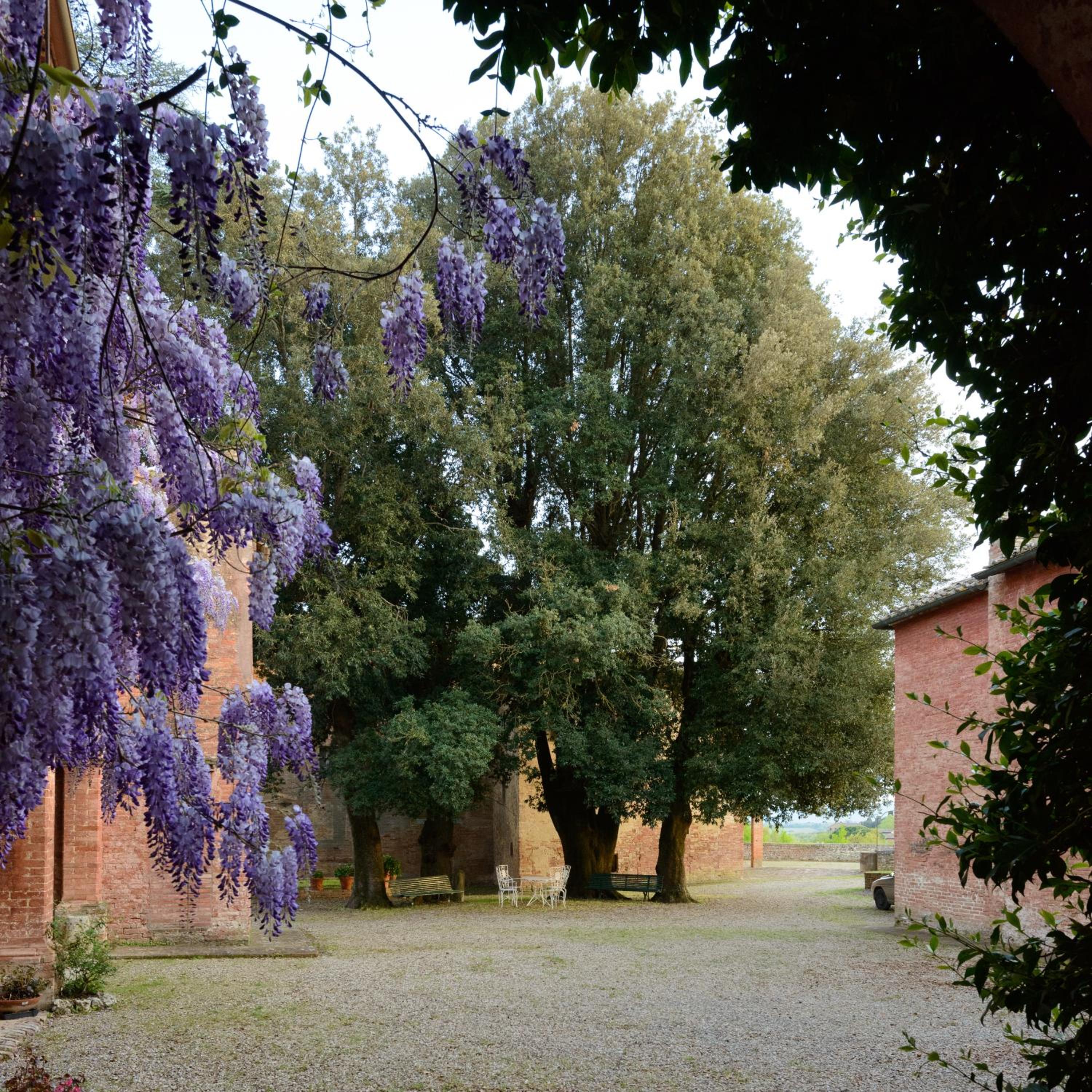 Al Glicine di Sant'Abondio view 3