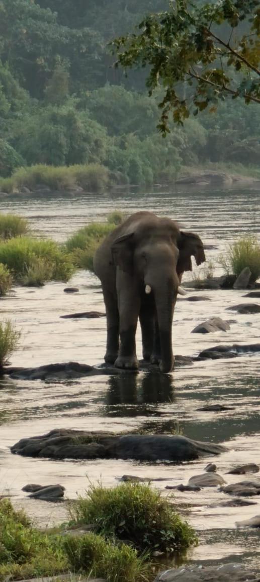 Clive Ten Resorts Athirappilly,10 minutes drive from Athirappilly waterfall
