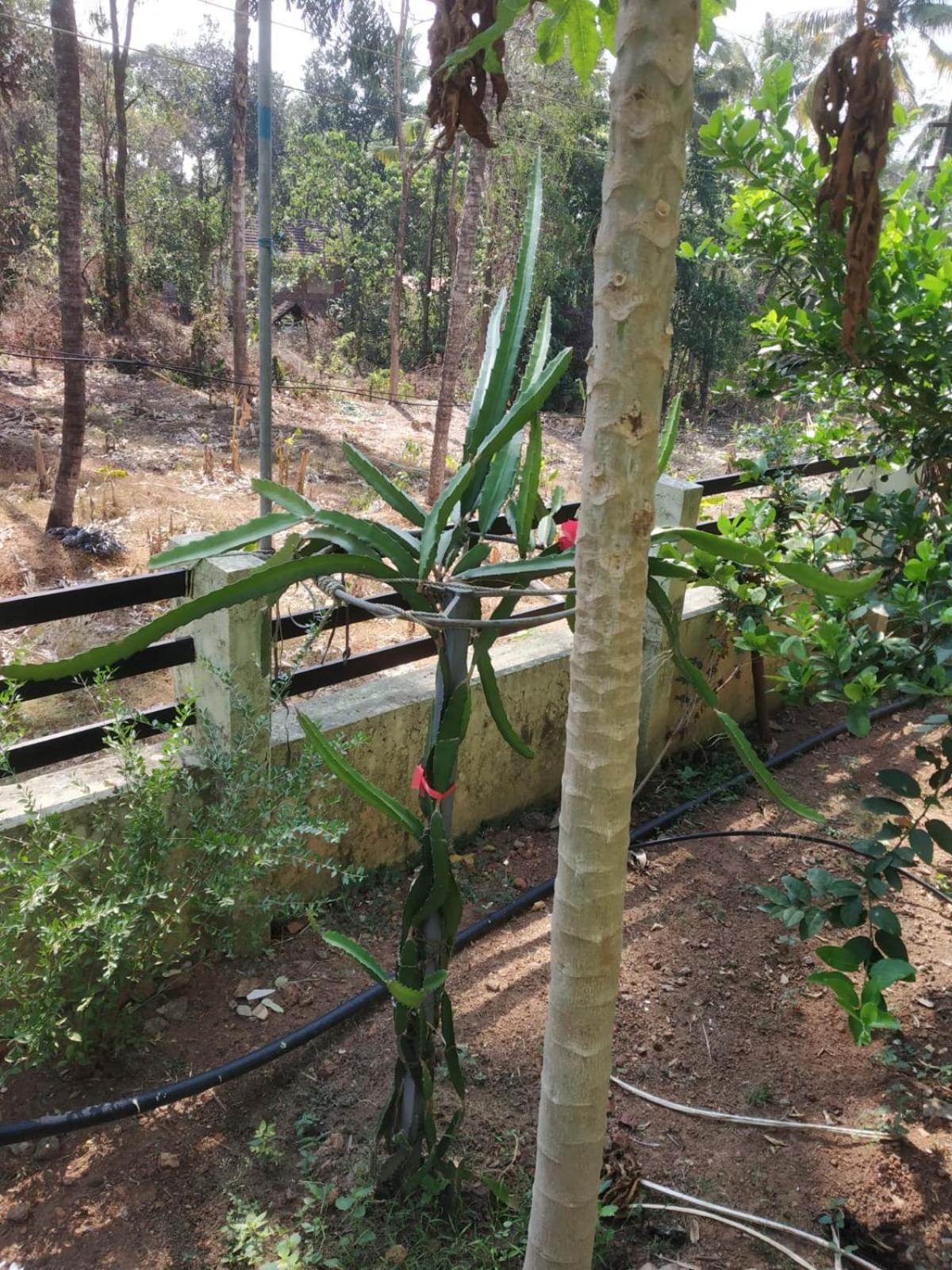 Ashiaana Homestay