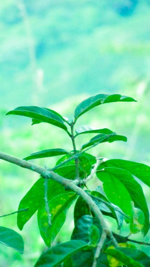 Finca cafetera turística