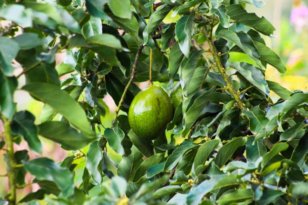 Finca cafetera turística