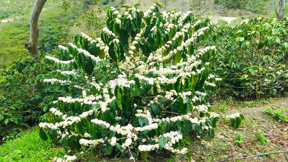 Finca cafetera turística