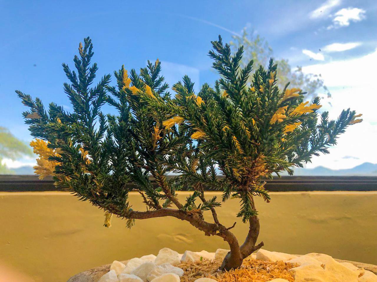 Finca cafetera turística