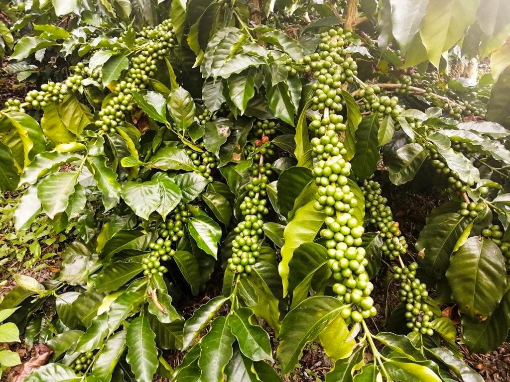 Finca cafetera turística