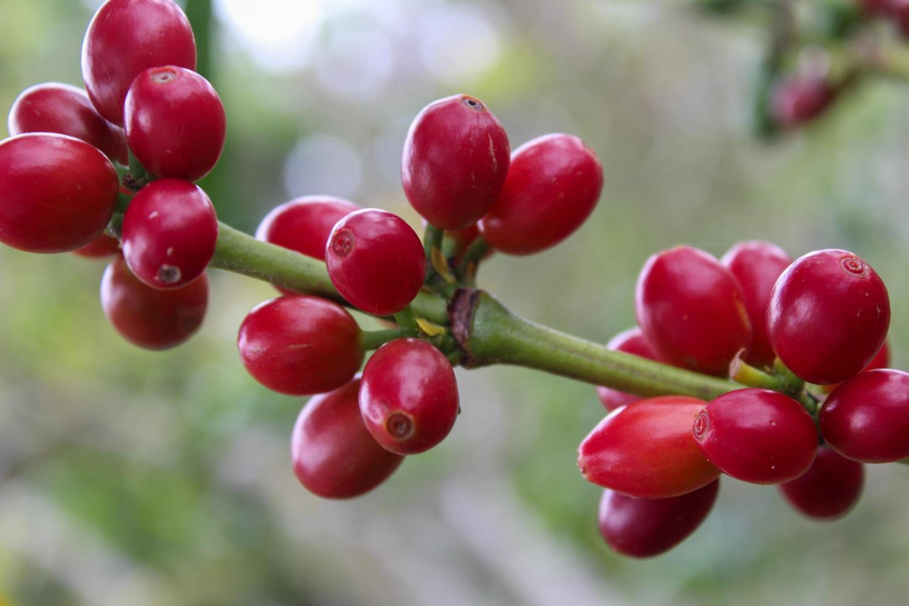 Finca cafetera turística