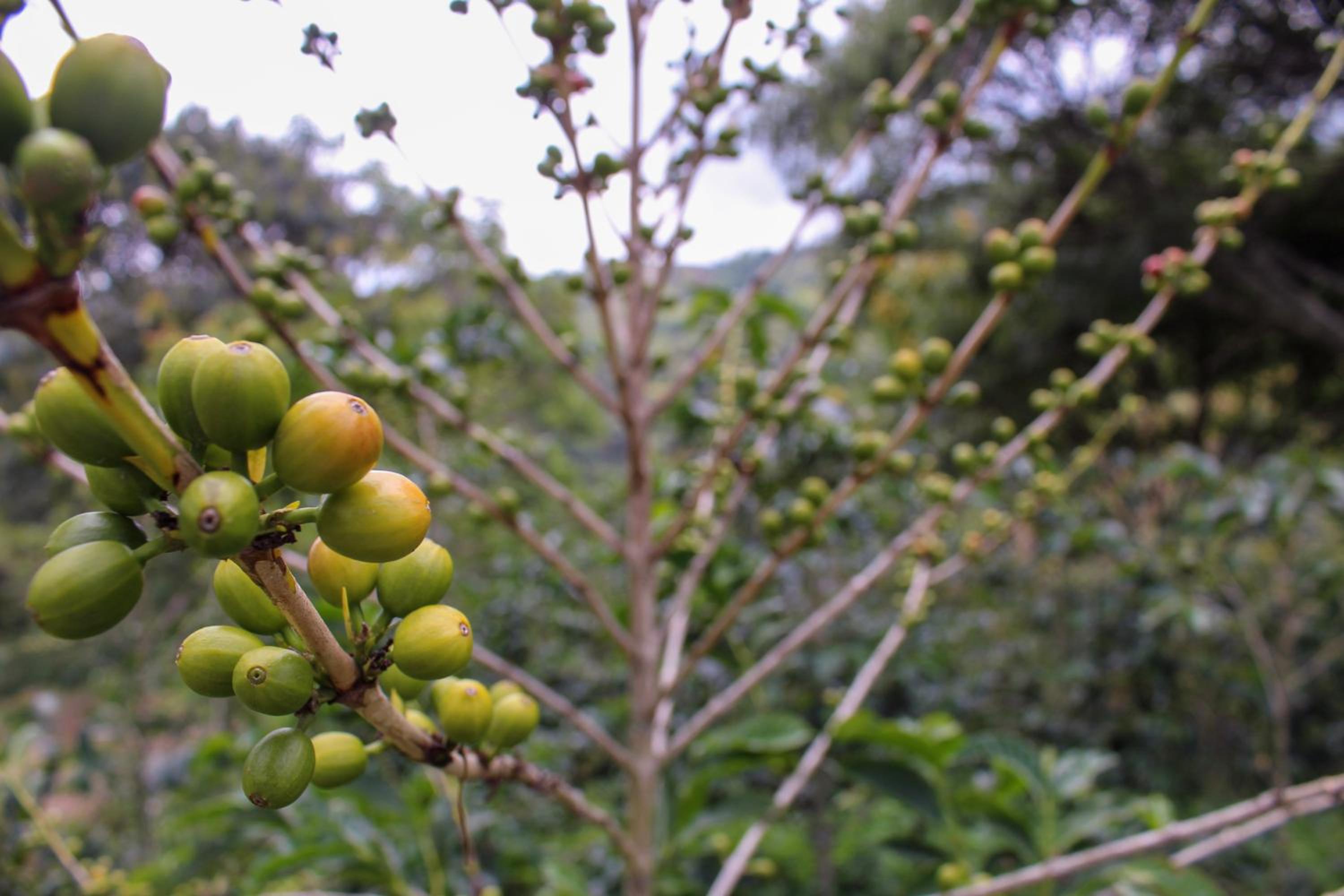 Finca cafetera turística