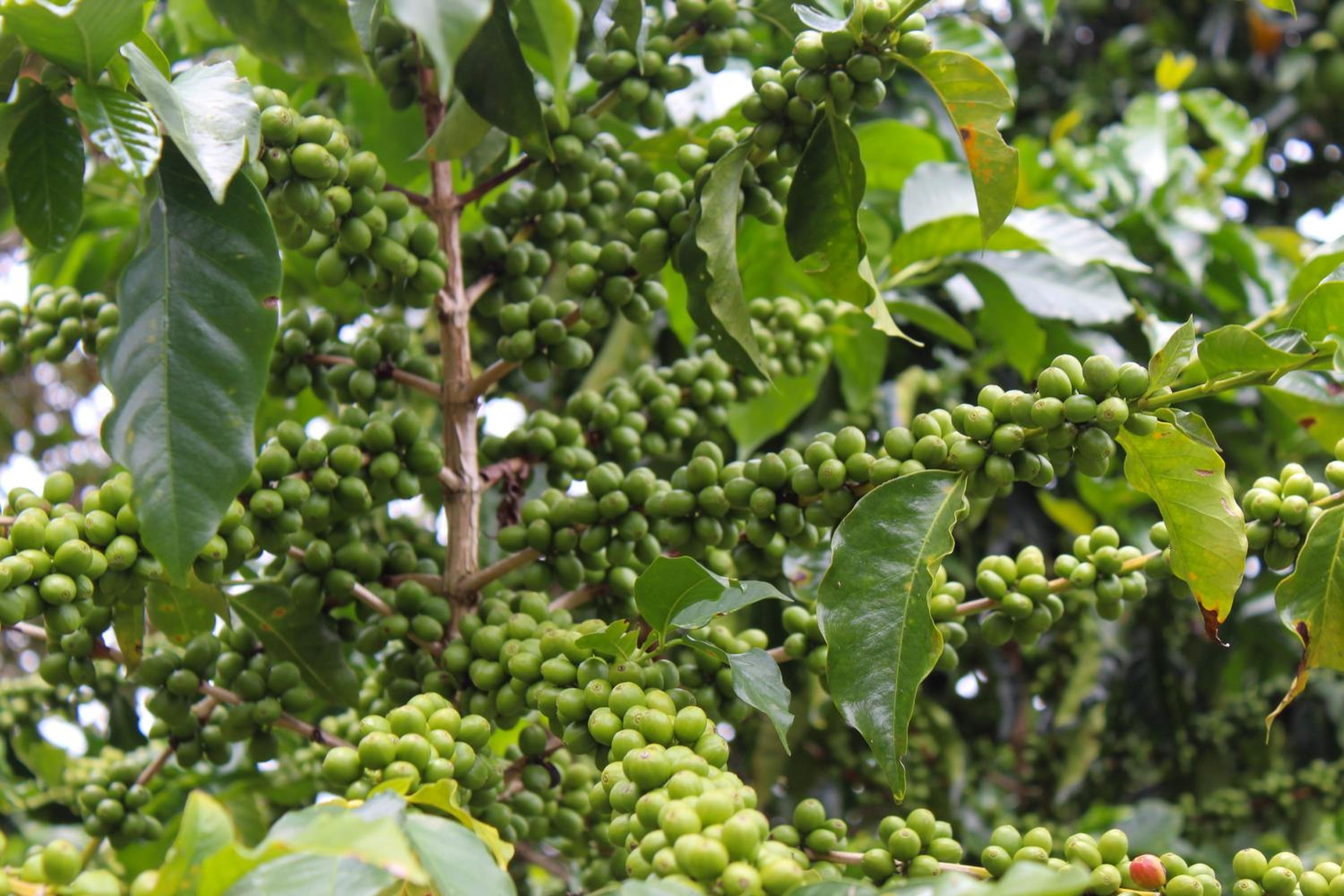 Finca cafetera turística