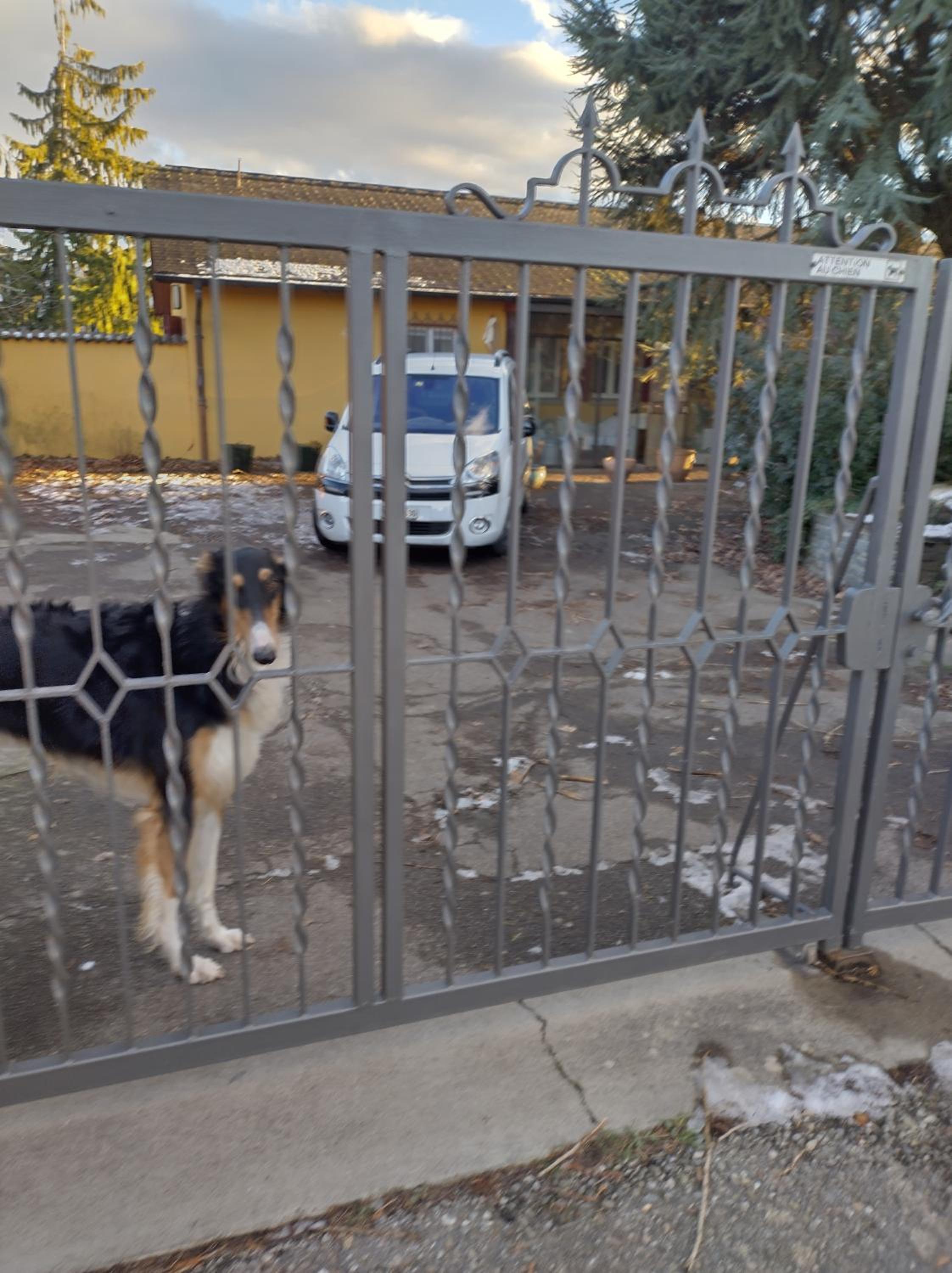 Swiss Borzoi House