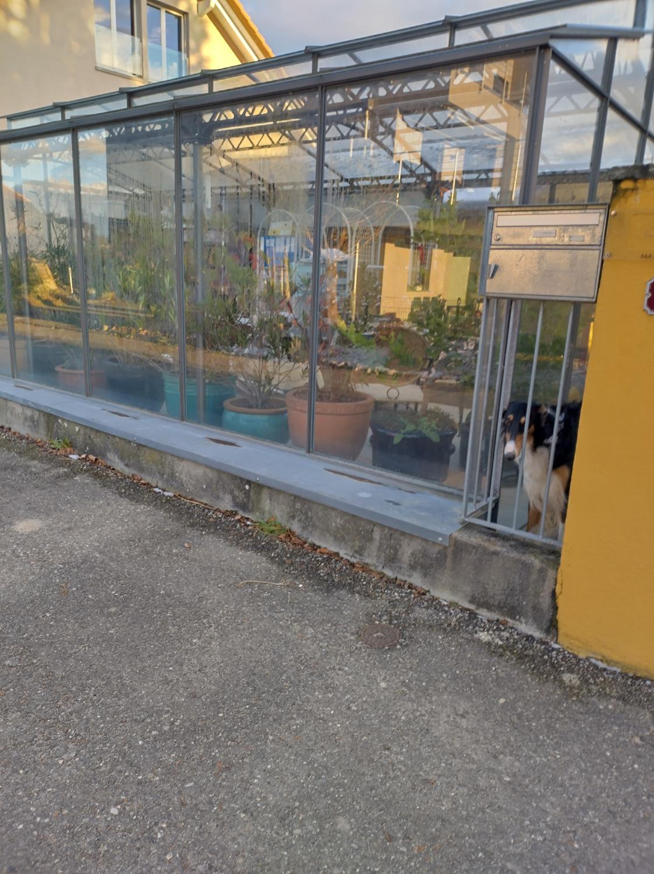 Swiss Borzoi House