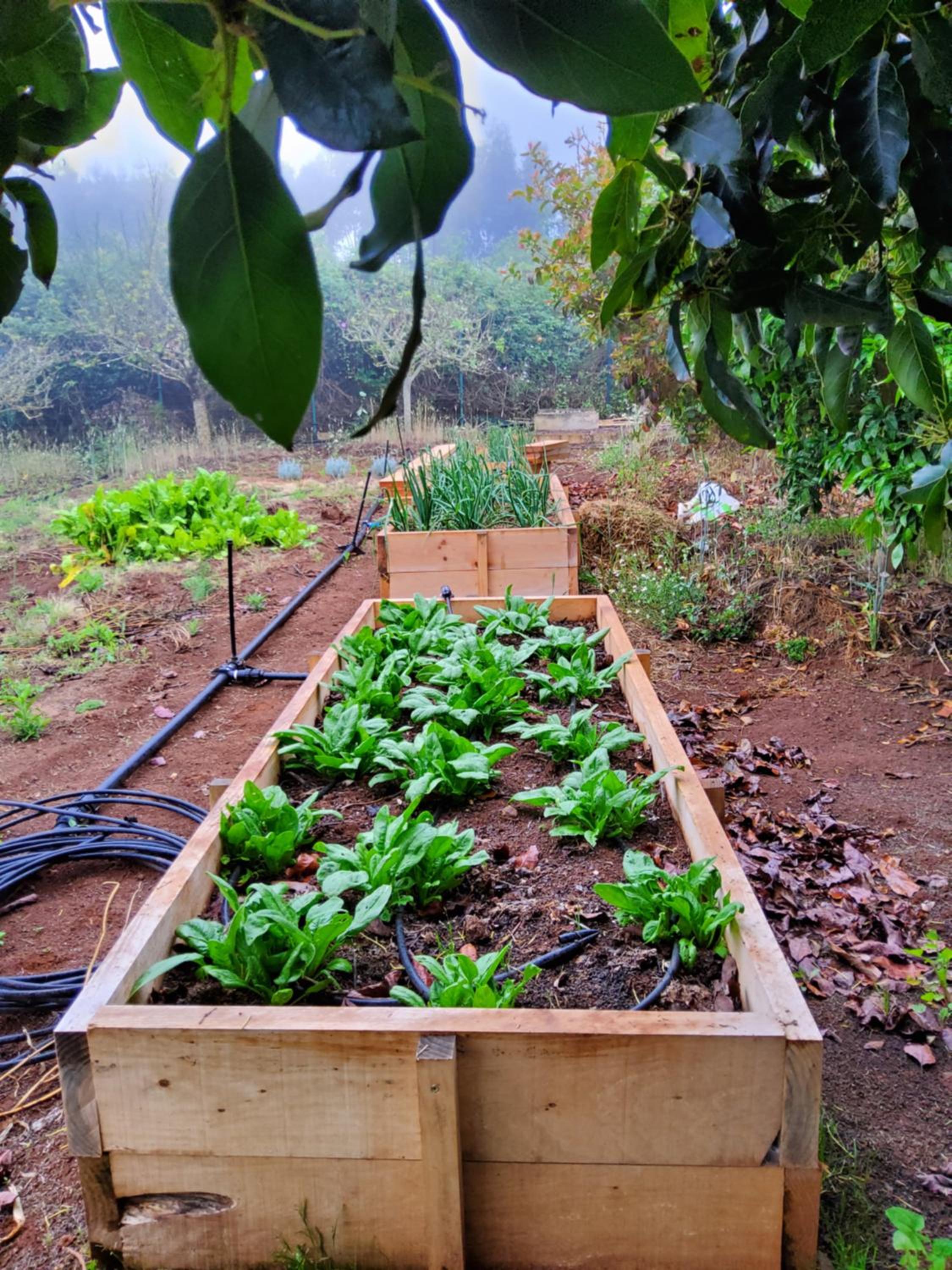 Ecofinca Selva Doramas