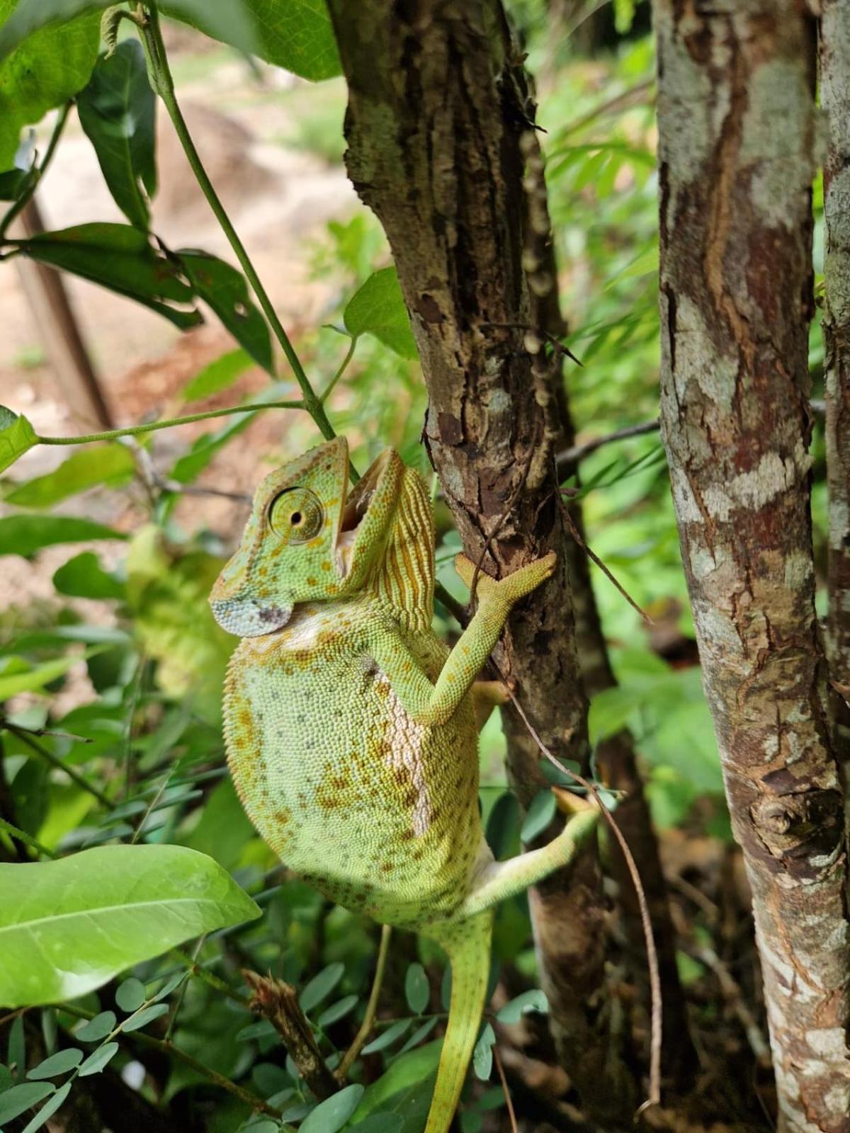 MONKEY MOUNTAIN LODGE