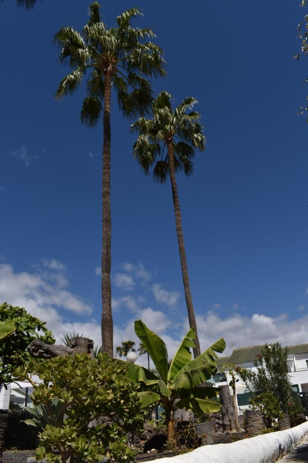 Bungalow Oasis Canaria