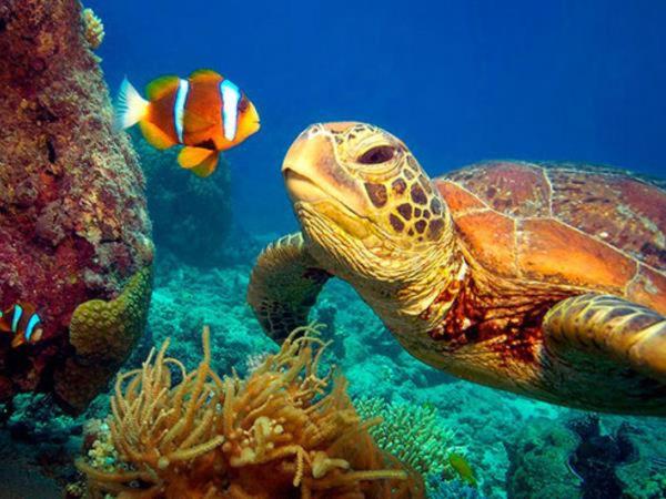 Mermaid Manor Belize