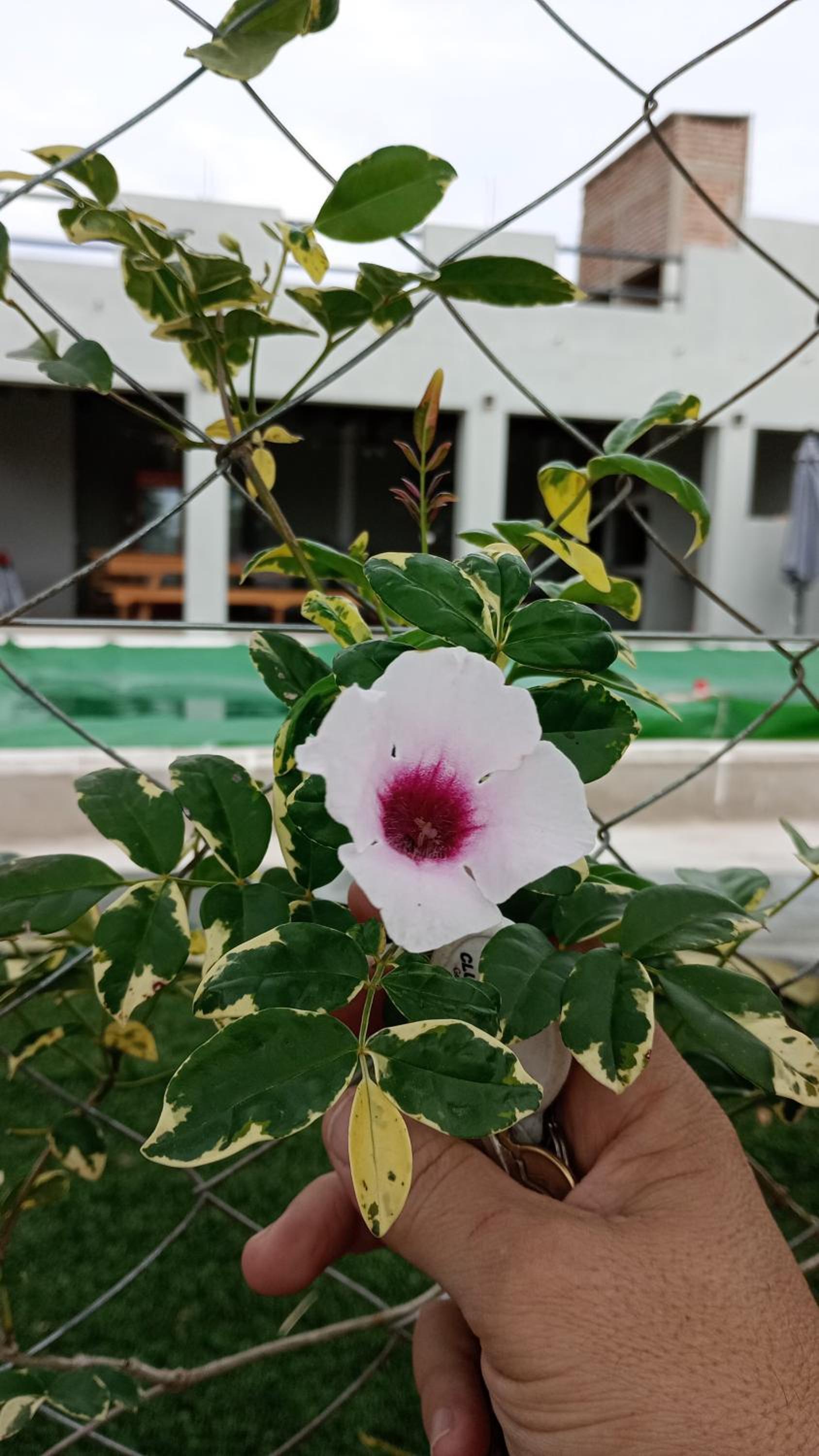 COMPLEJO MAINUMBI DUPLEX 1