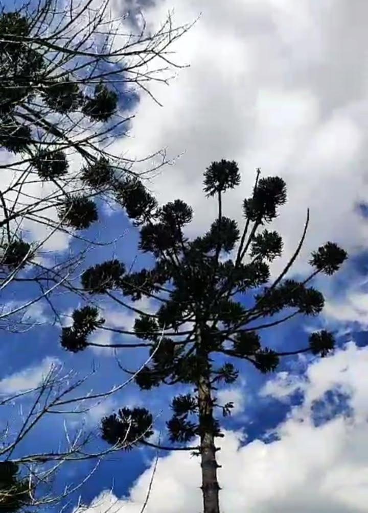 Chalés Rústicos
