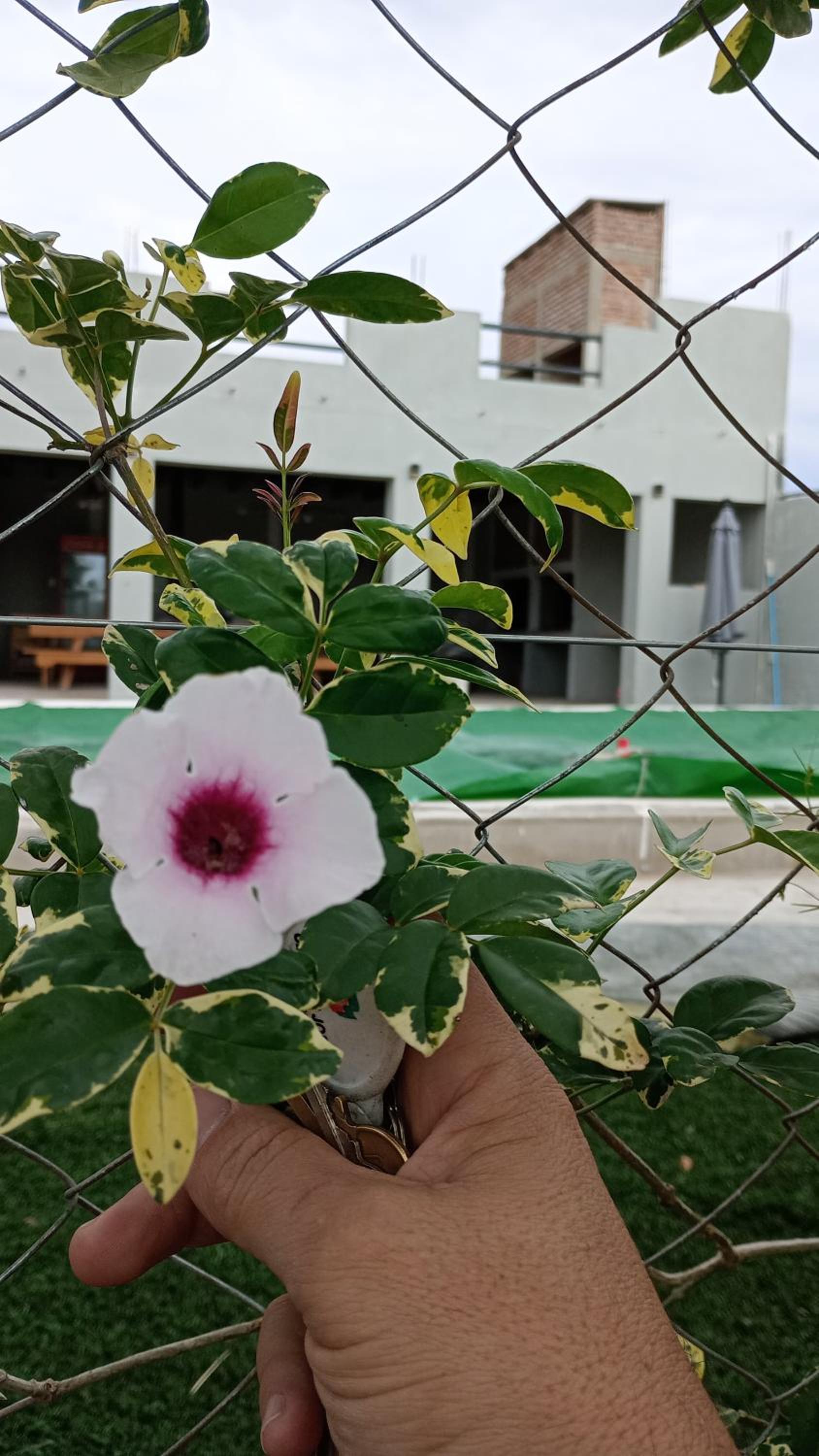 COMPLEJO MAINUMBI DUPLEX 5
