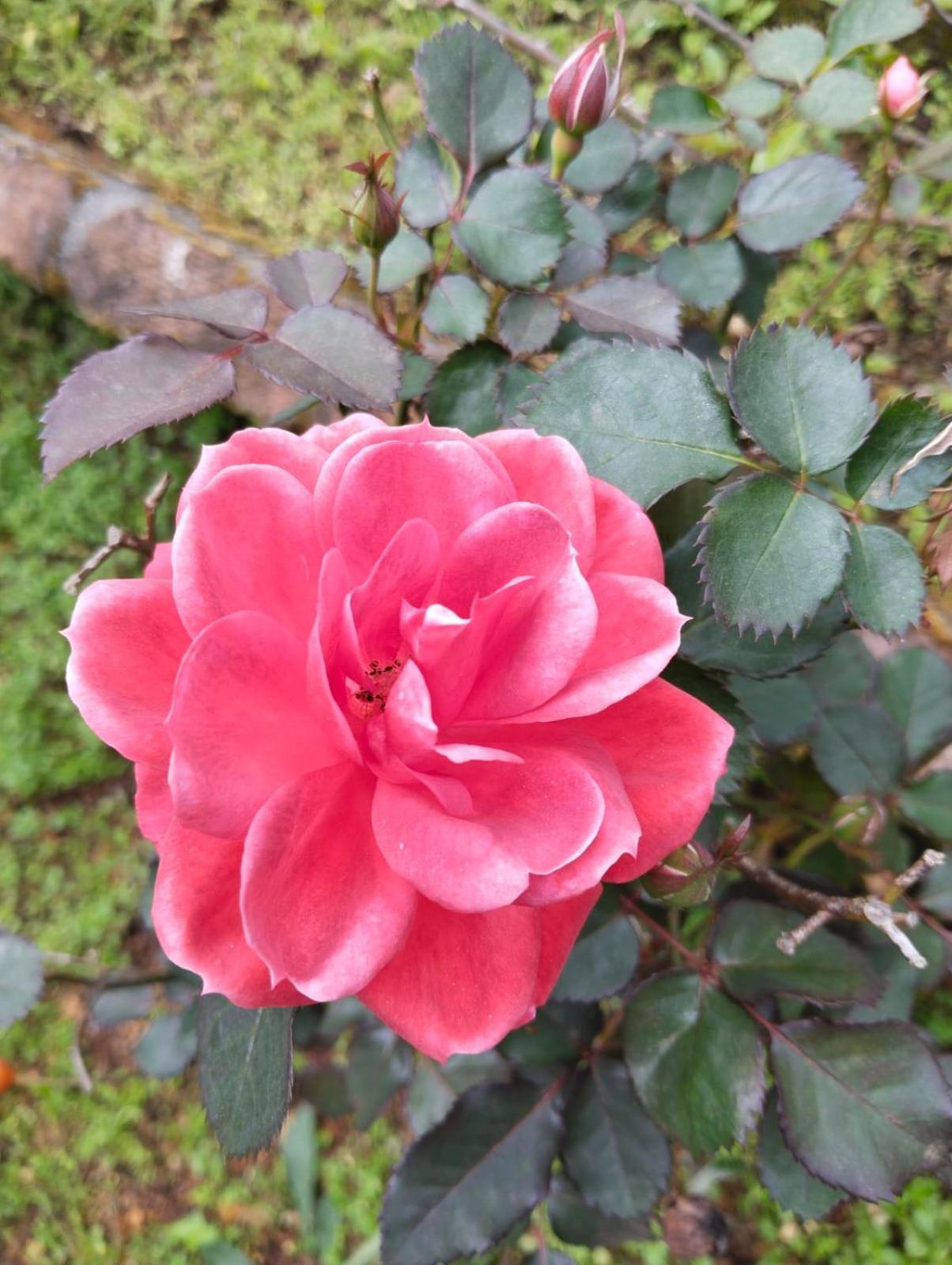 Photo 25